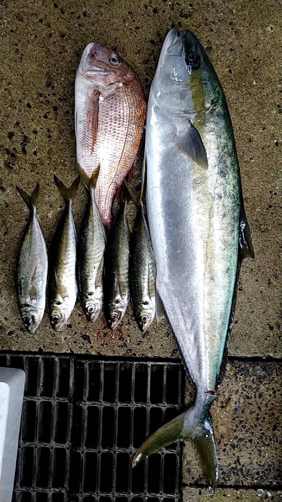 五島列島　福江島　林鮮魚店さんより