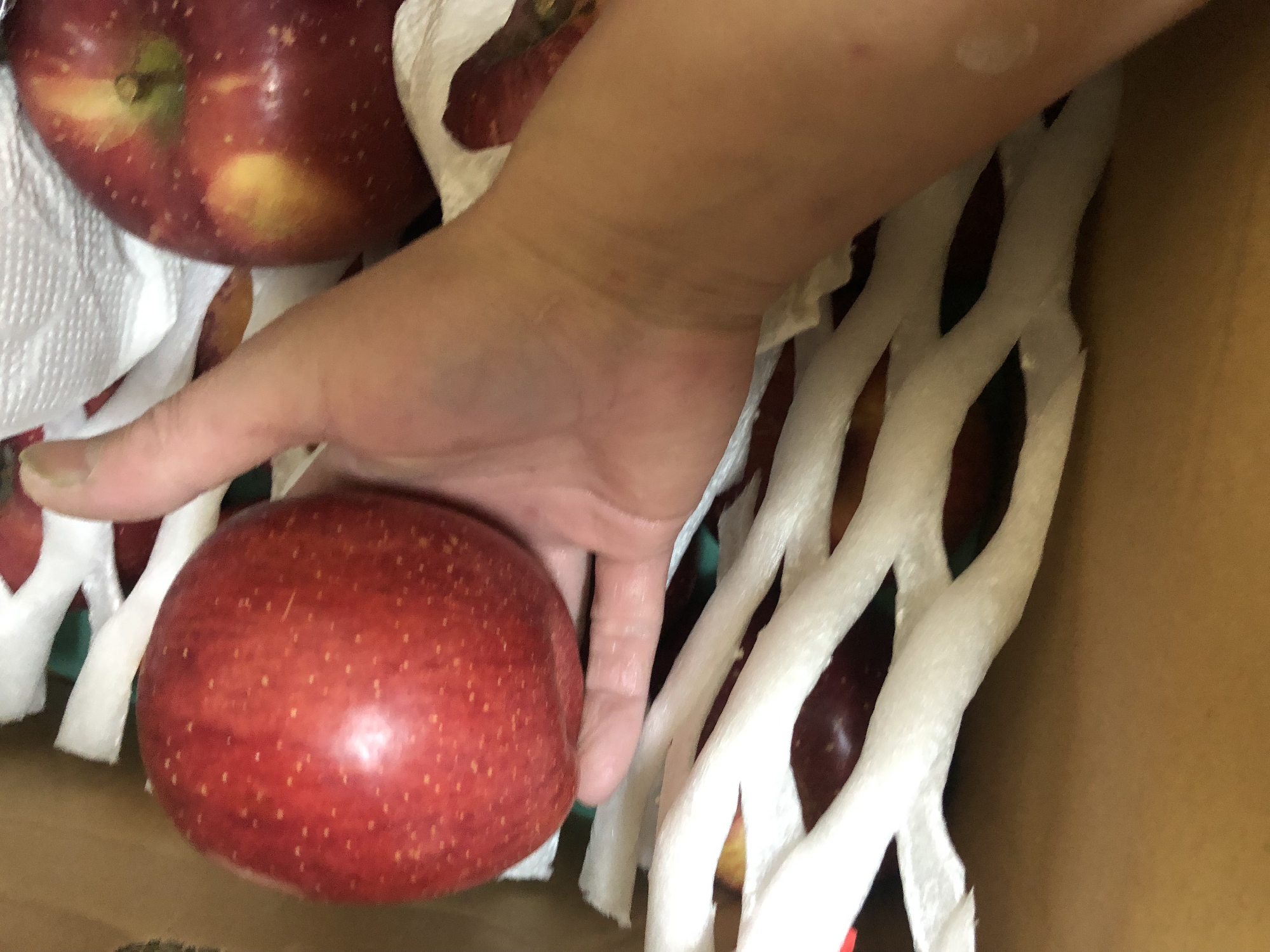 故郷  岩手のりんご