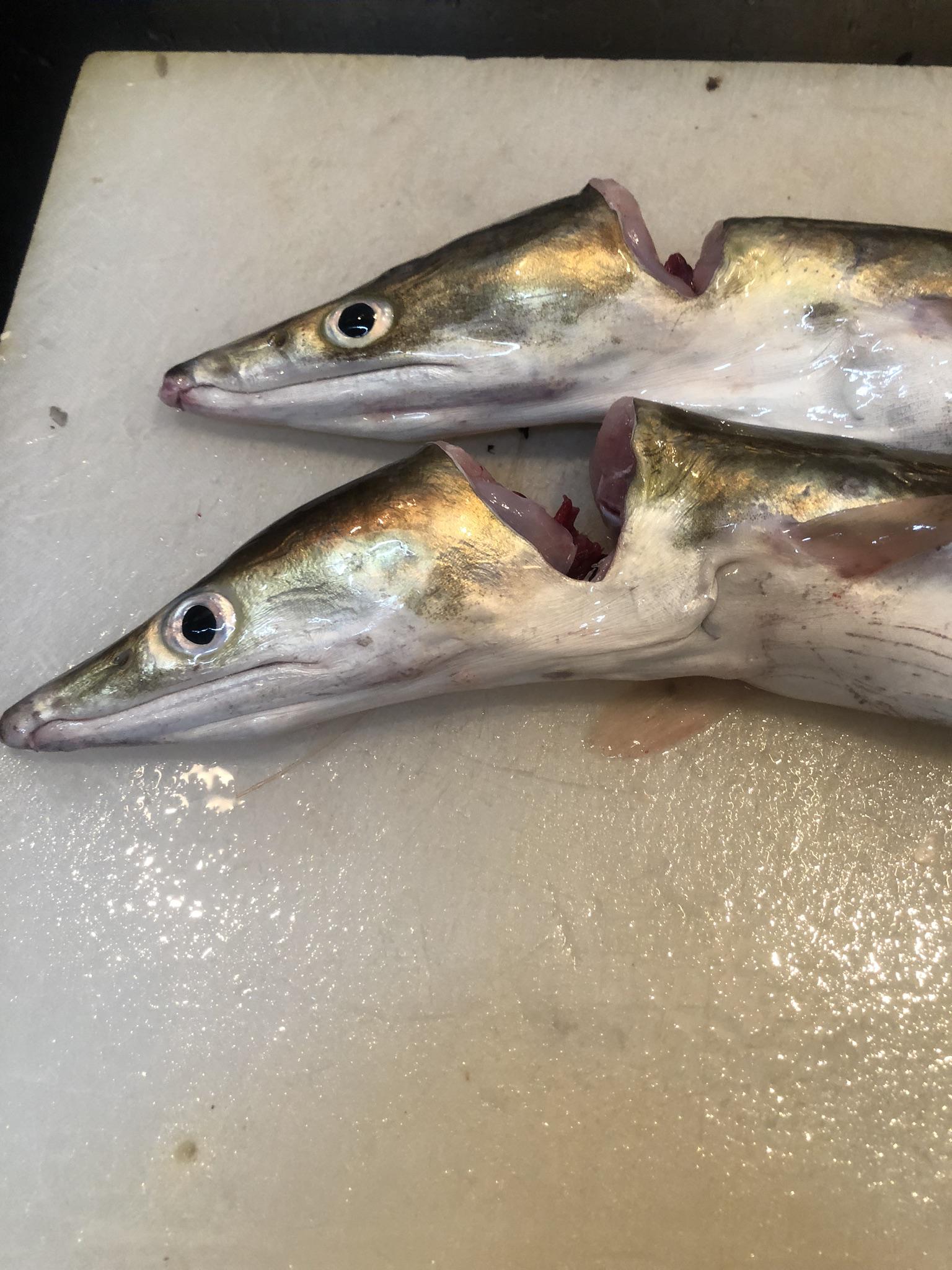 鱧の季節が近づいてまいりました