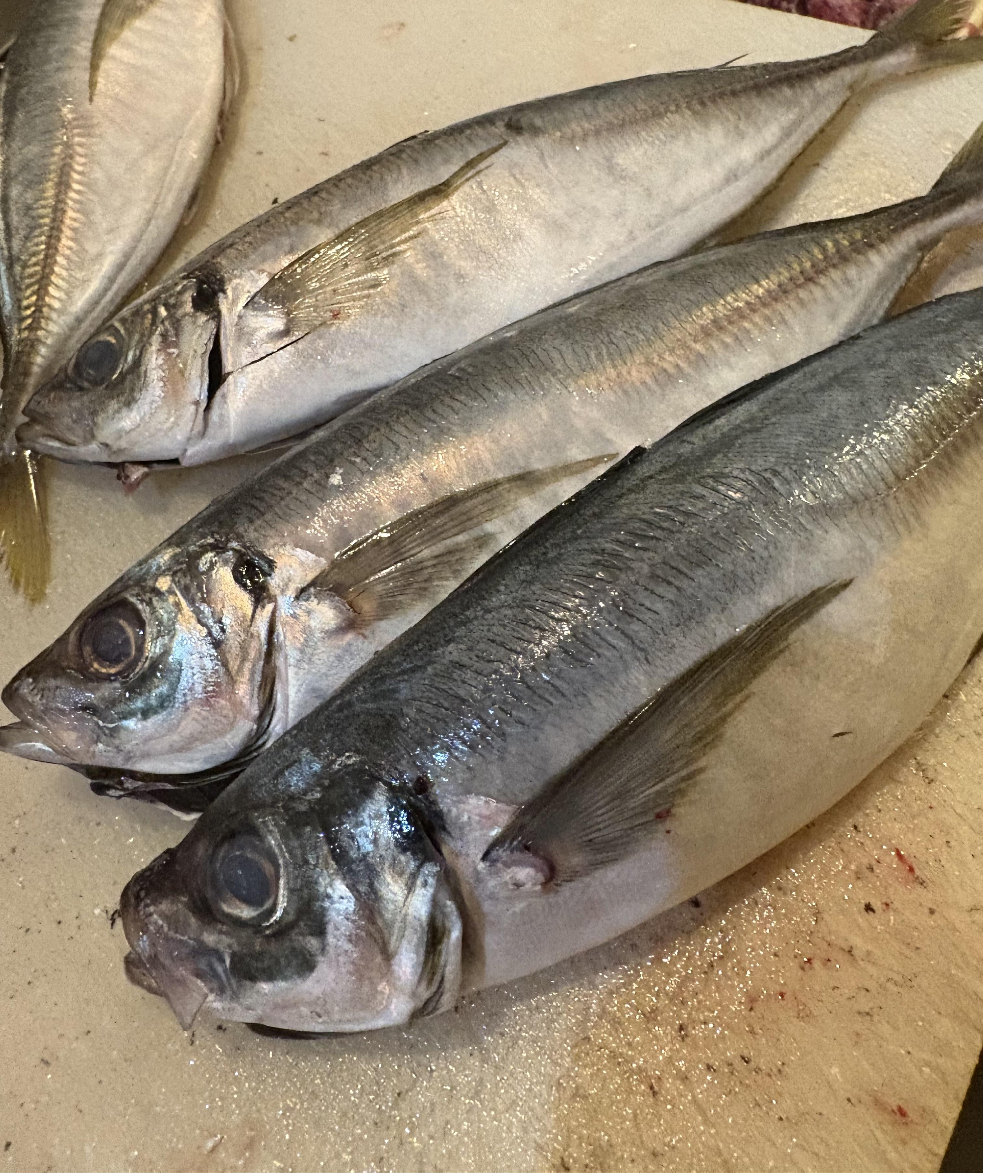 デブすぎる真アジ