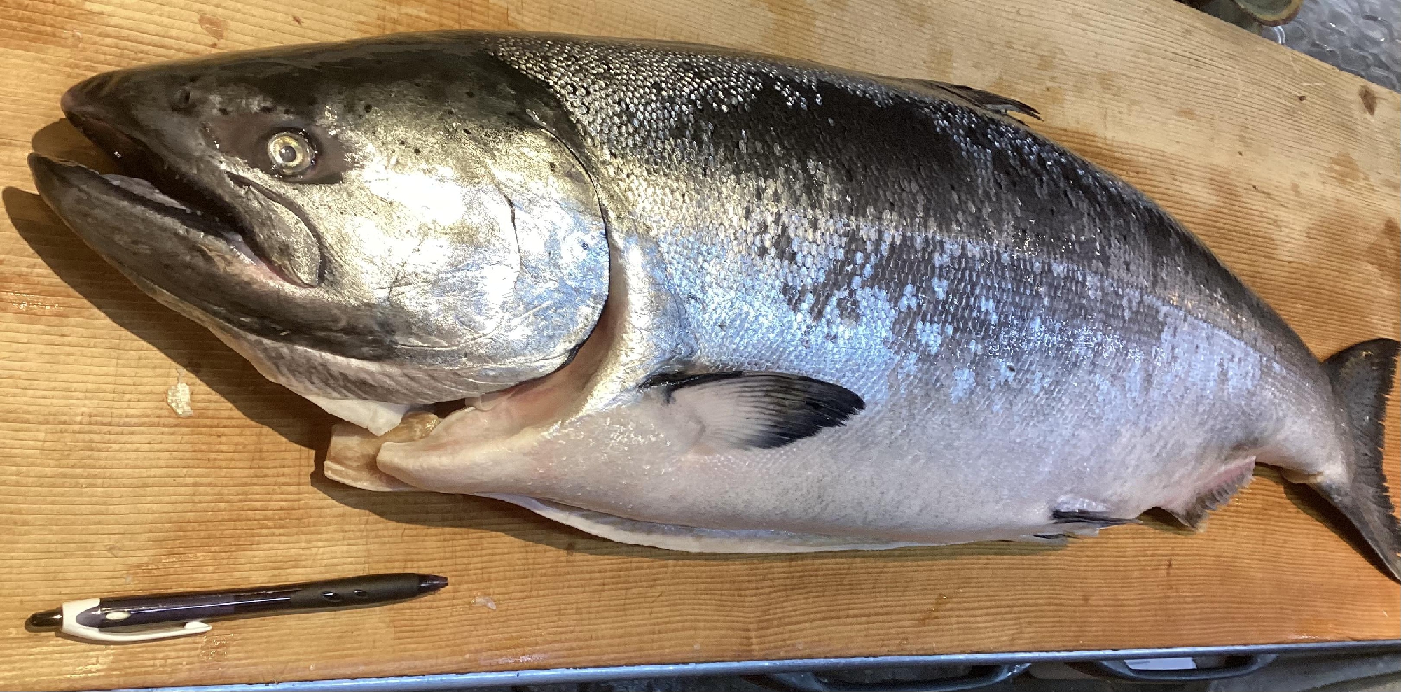 岩手　普代村　10.４キロ　鱒の介