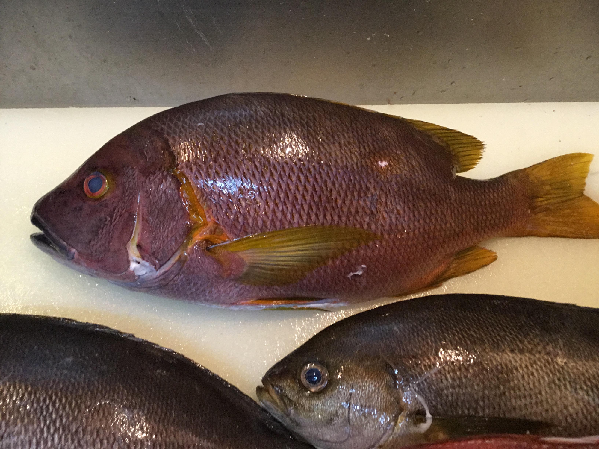 今週のおすすめの魚達