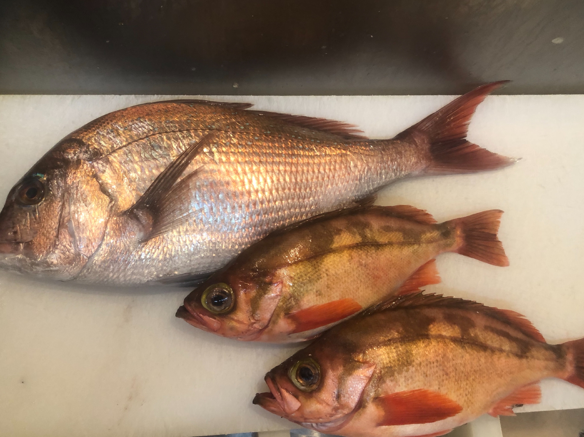 青森 塩谷魚店さんから、魚が届きました。