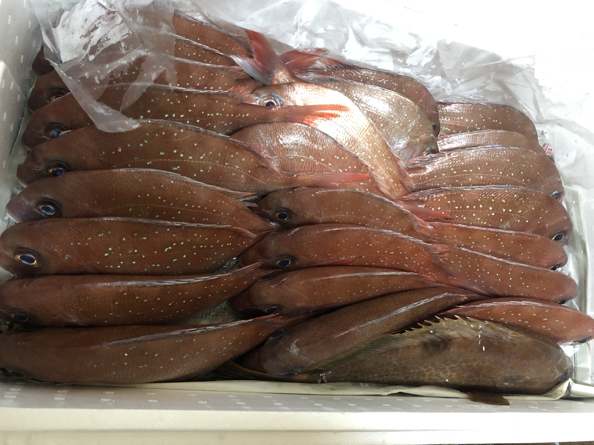 愛媛 しまなみ海道 大島 藤本さんの神経〆天然真鯛