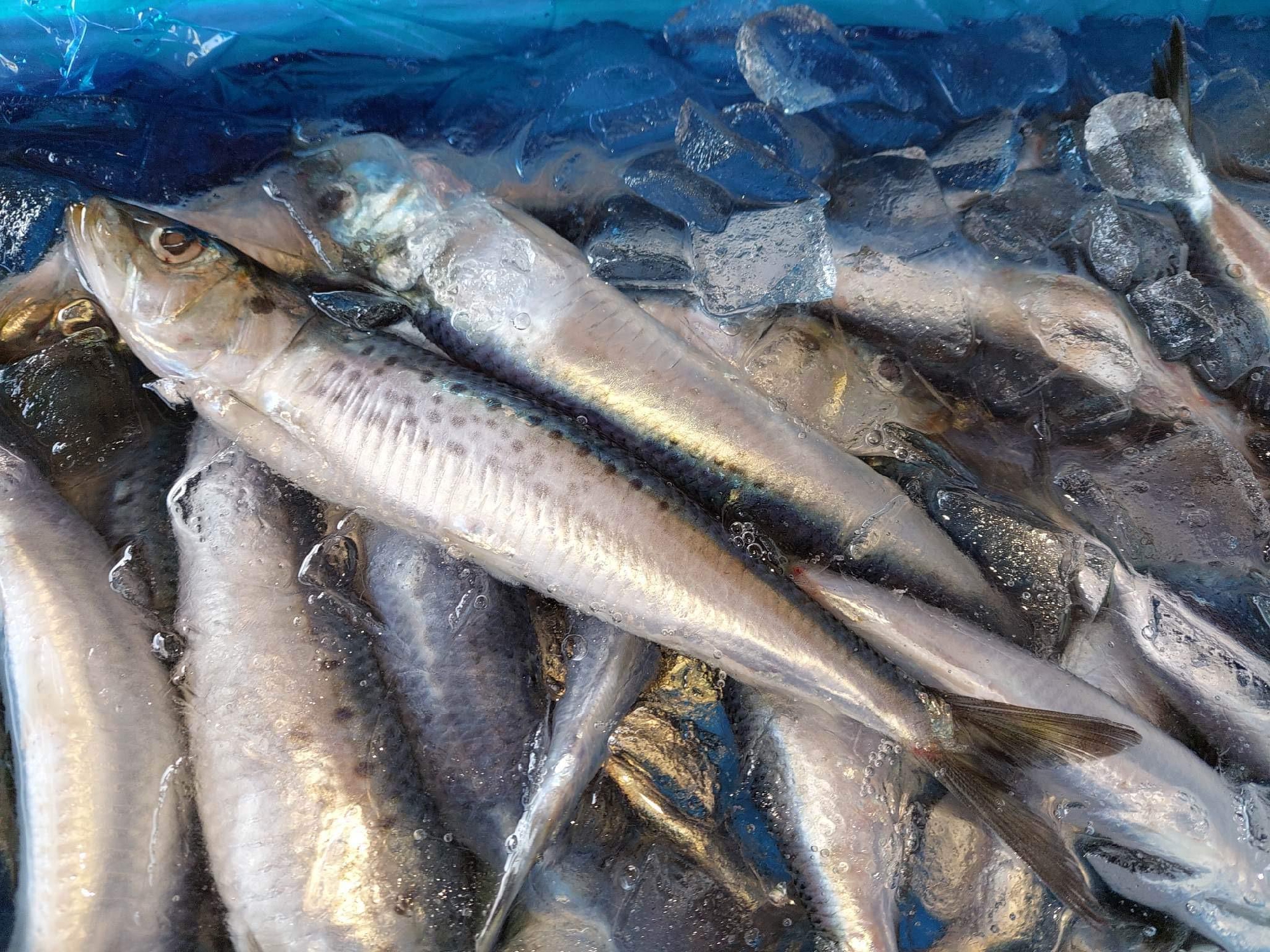 本日のランチ　岩手　普代村から