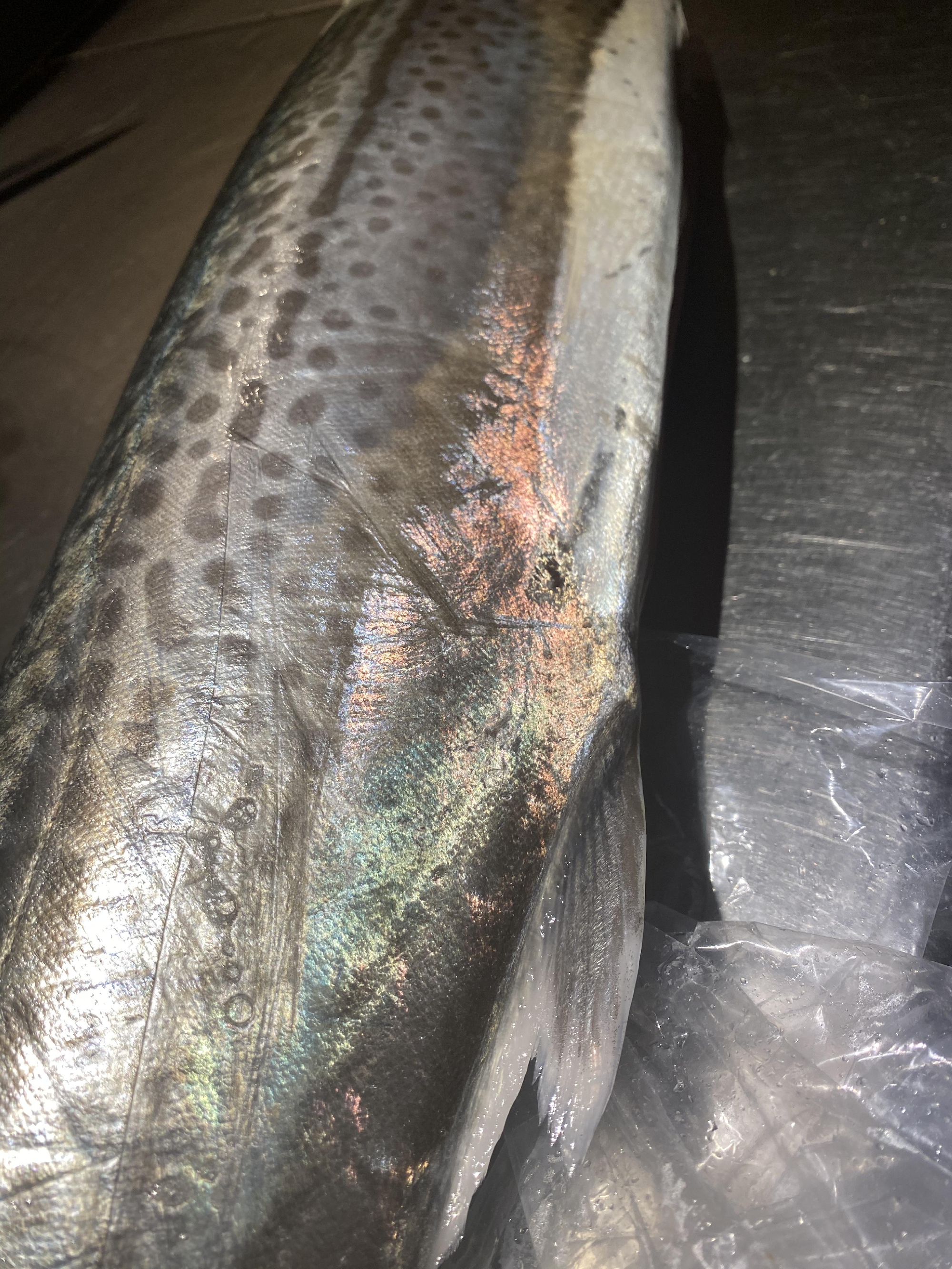 本日の夜の営業は、お休みお休みさせていただきます。