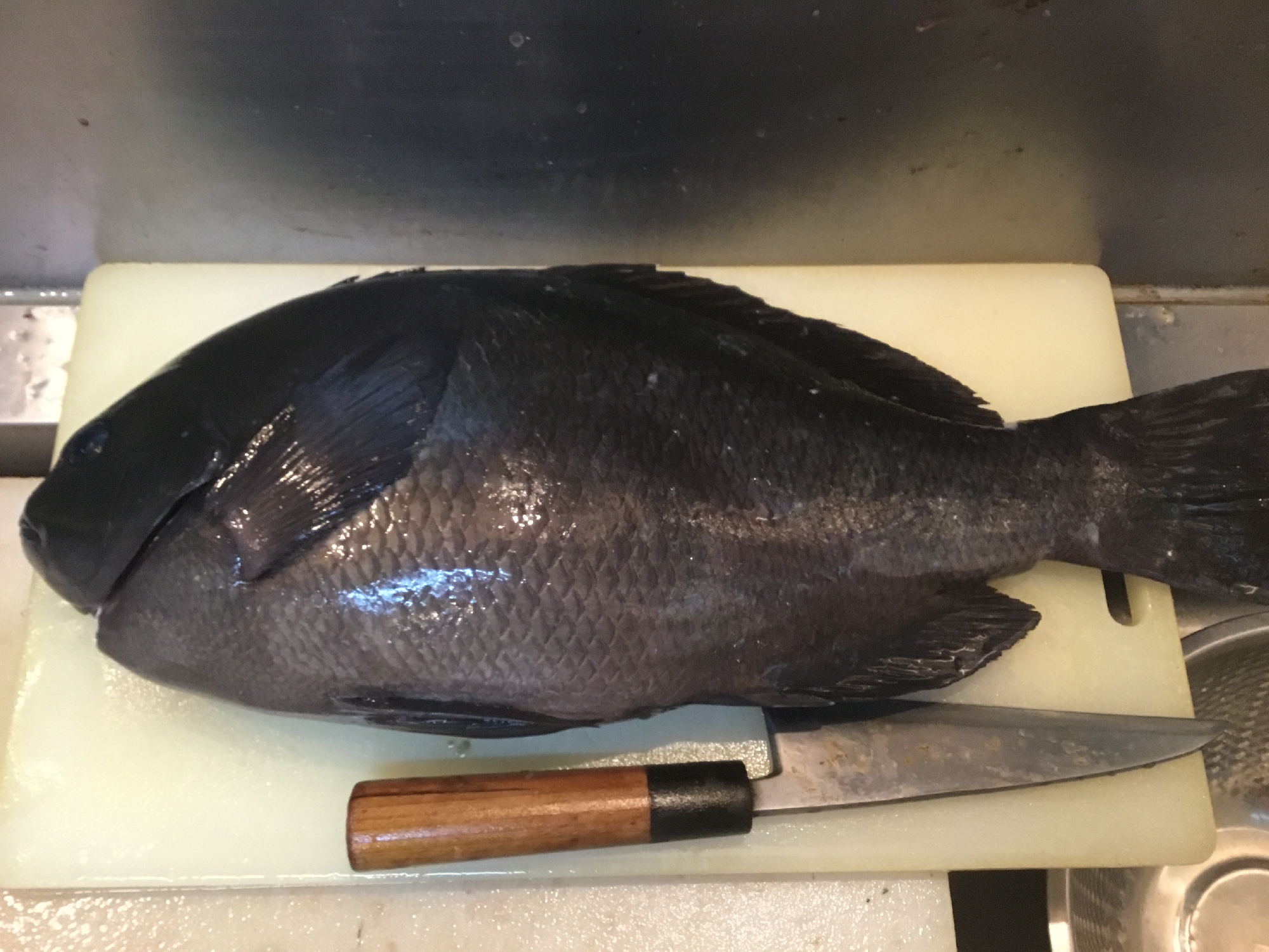 三重  熊野灘 ３キロの神経〆寒めじな