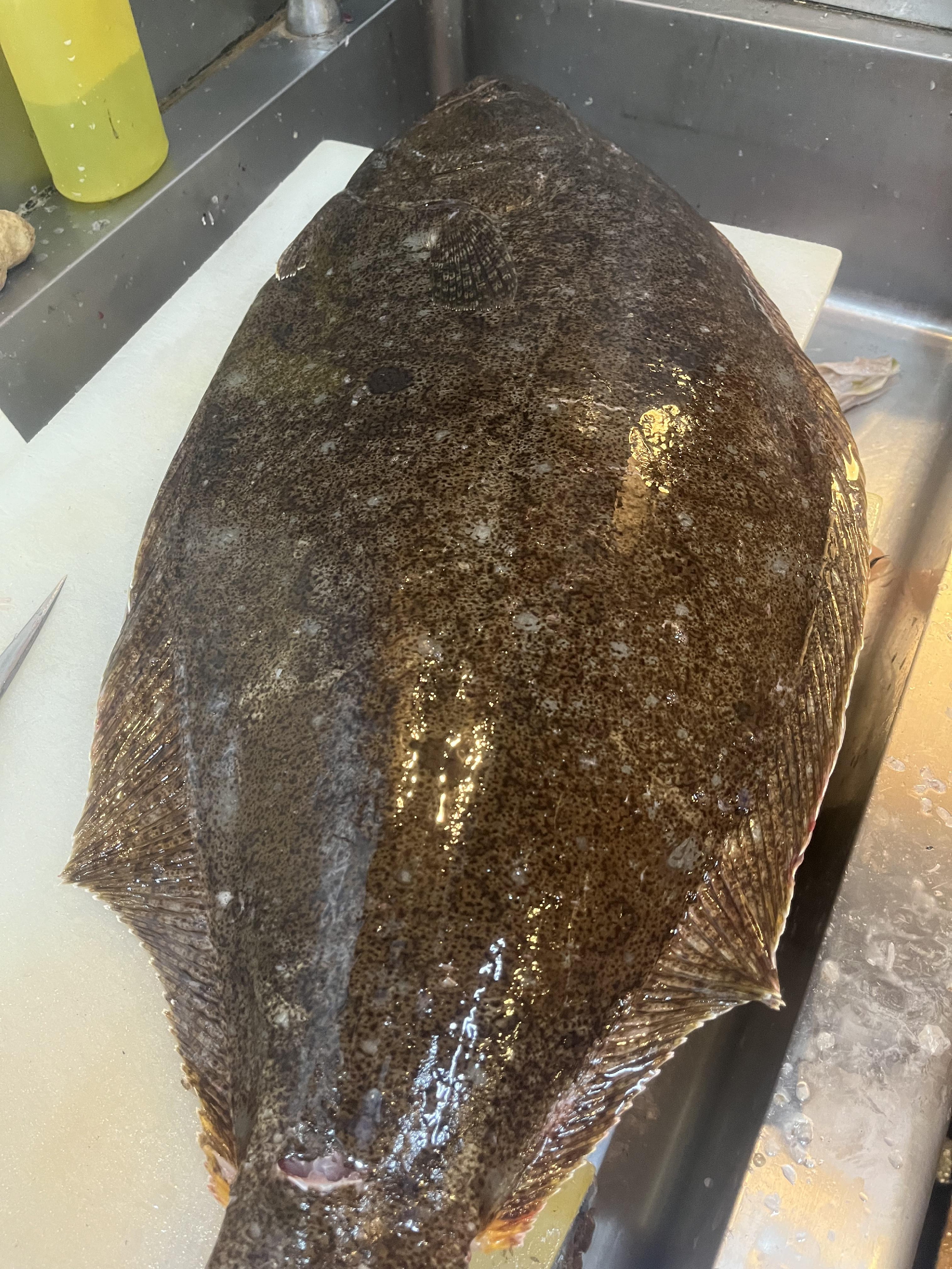 しまなみ海道　大島　5.5キロ！神経〆天然ヒラメ