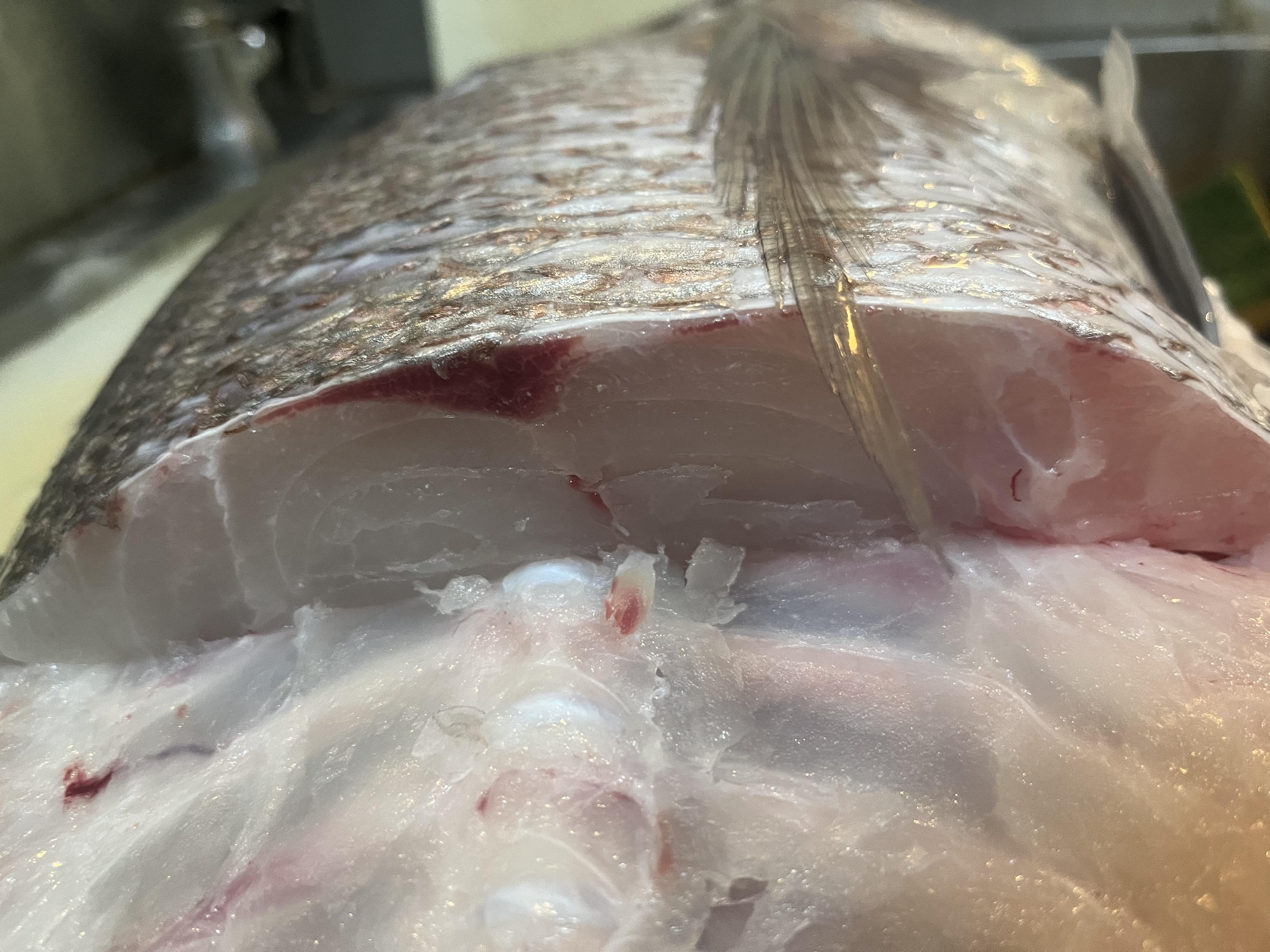 五島列島　福江島　5.2キロ　神経〆天然真鯛