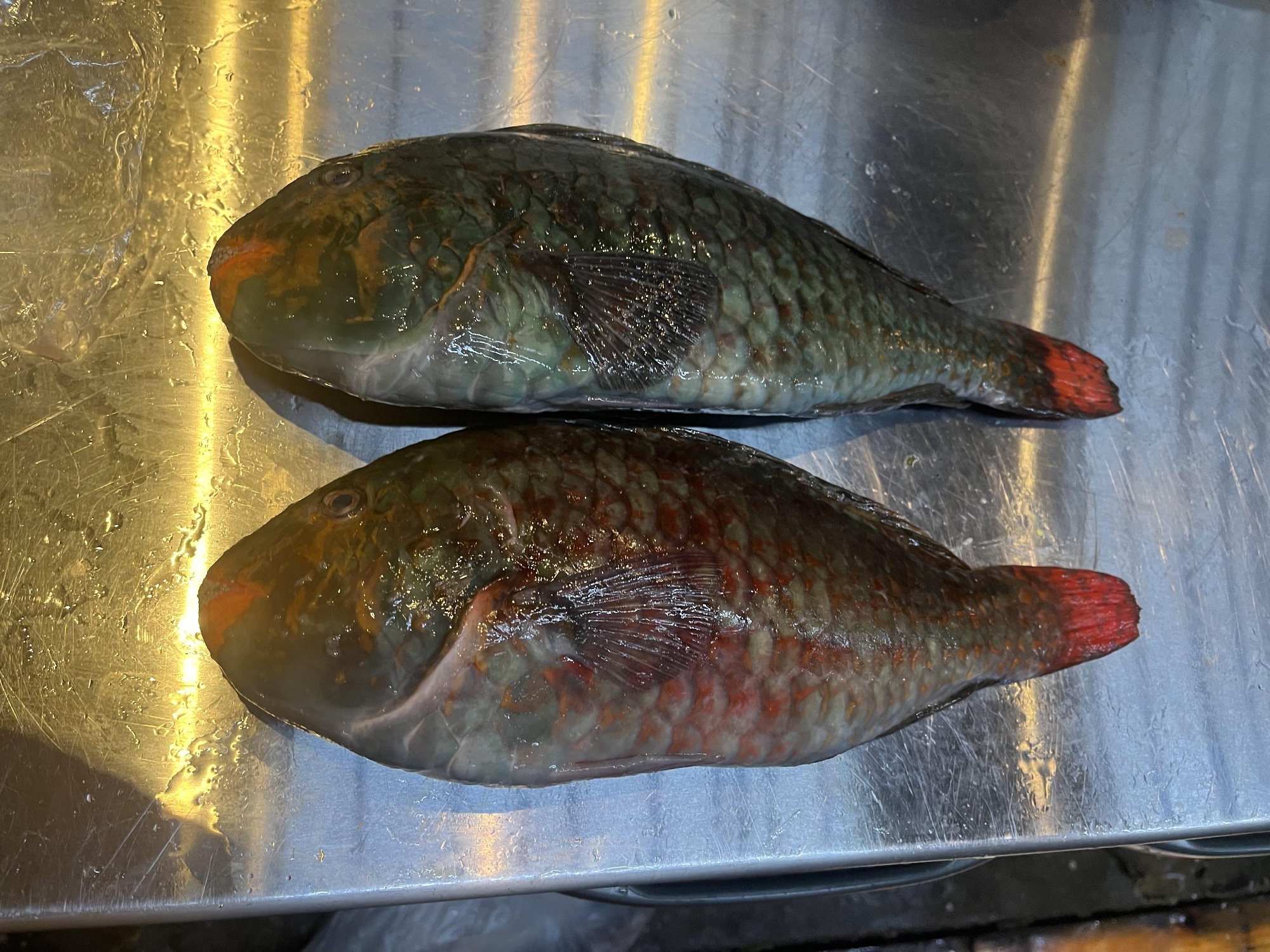 三浦半島　神経〆武鯛