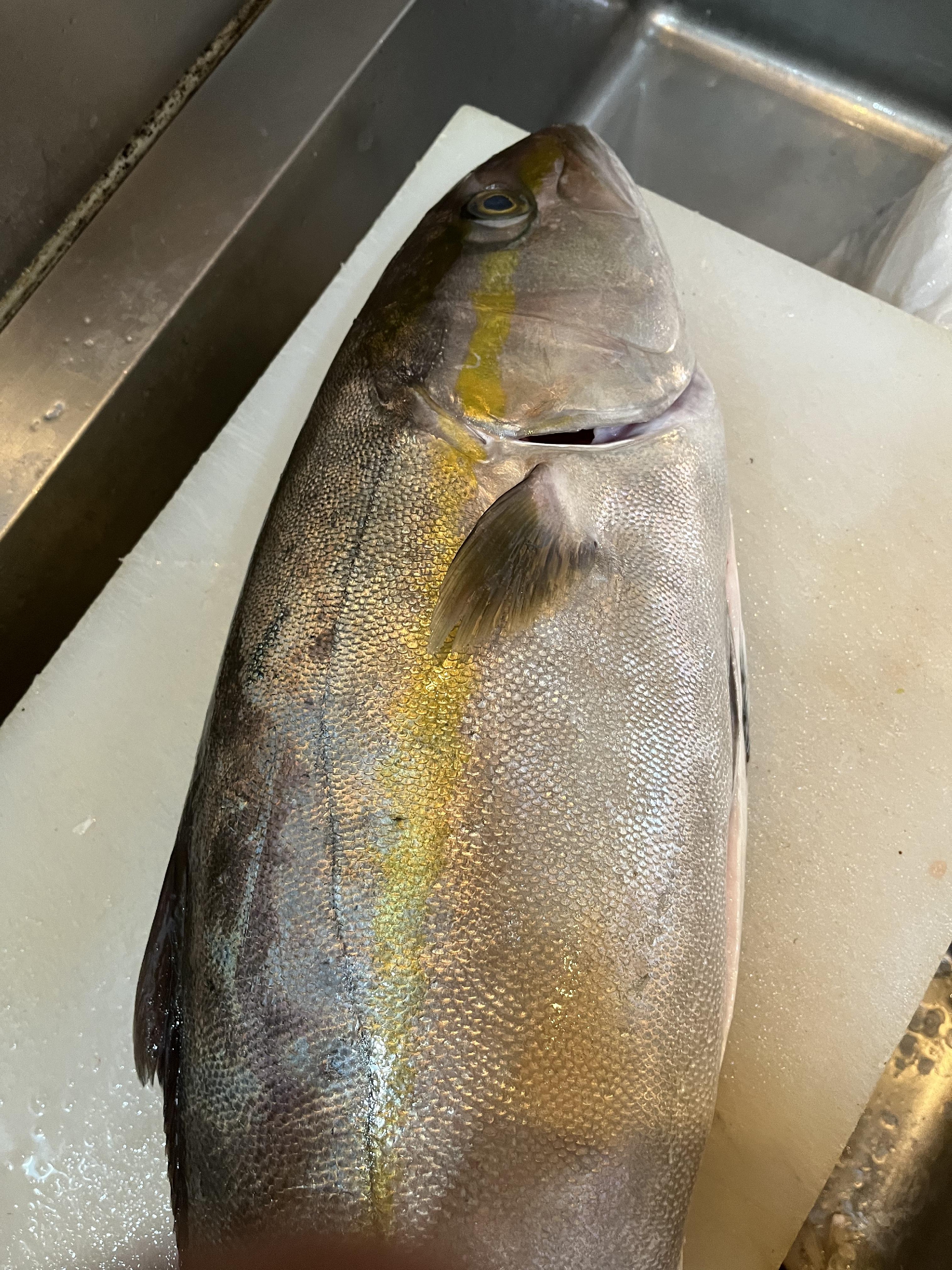 五島列島　福江島の魚たち