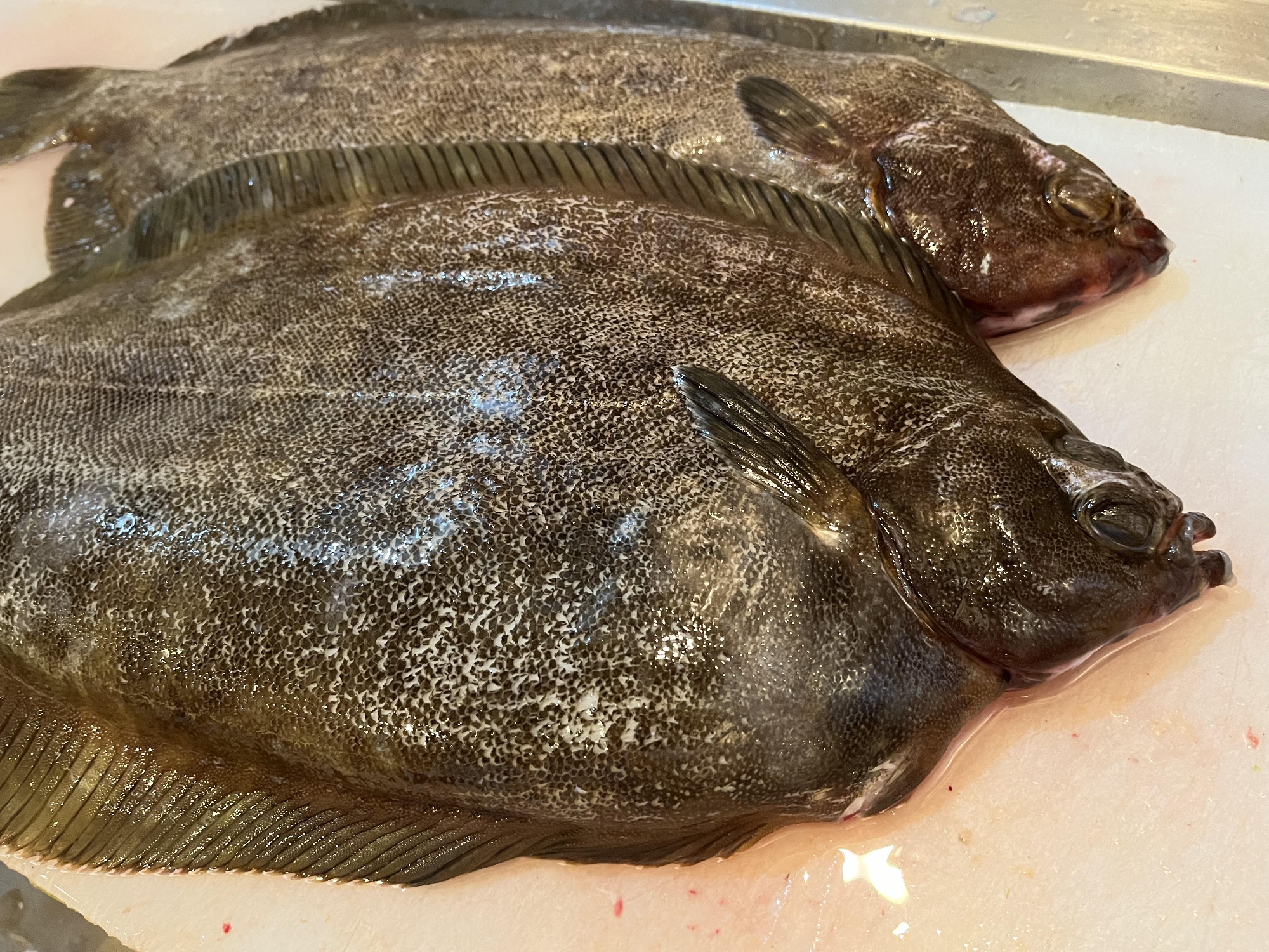 本日のランチおすすめ