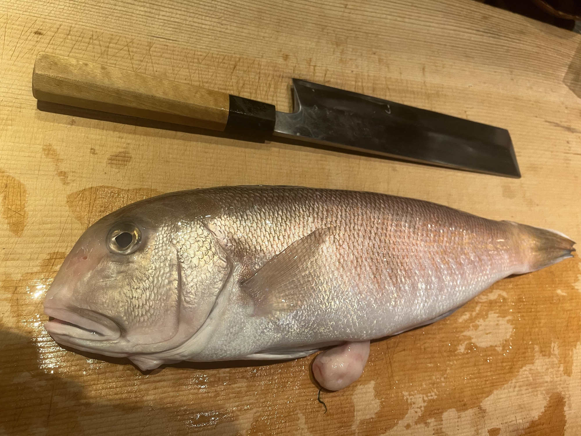 八幡浜　白甘鯛