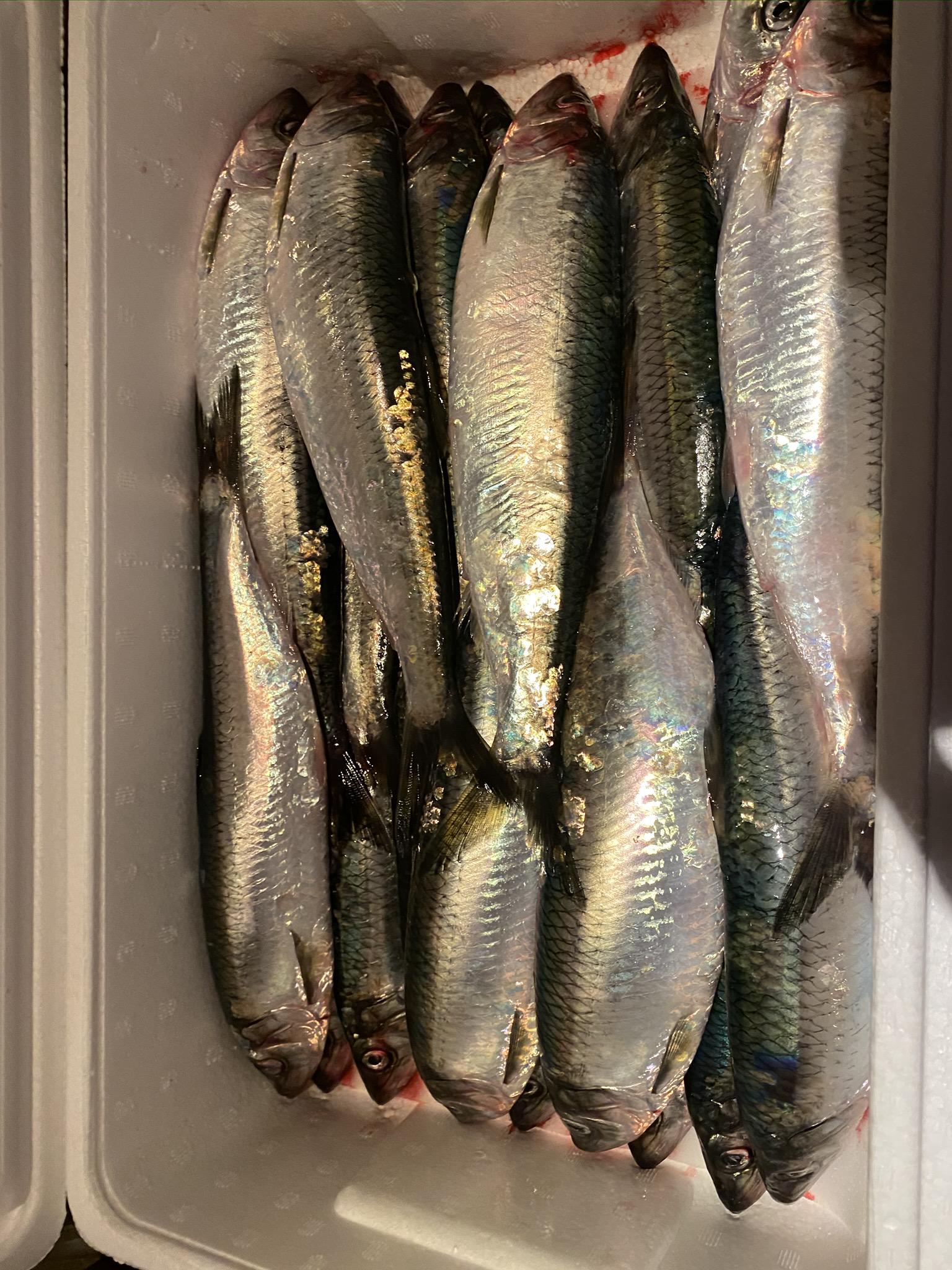 青森　陸奥湾産　神経〆にしん