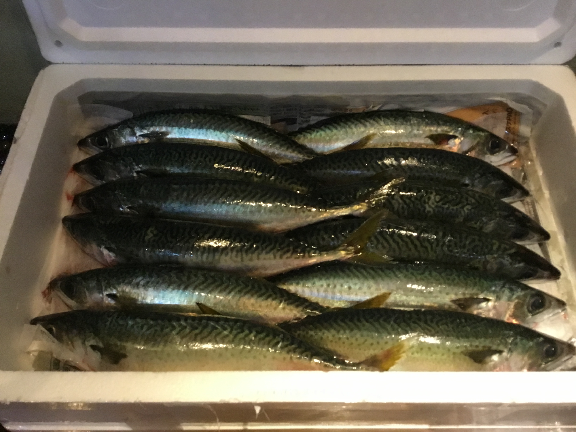 しまなみ海道 藤本さんの神経〆真サバ