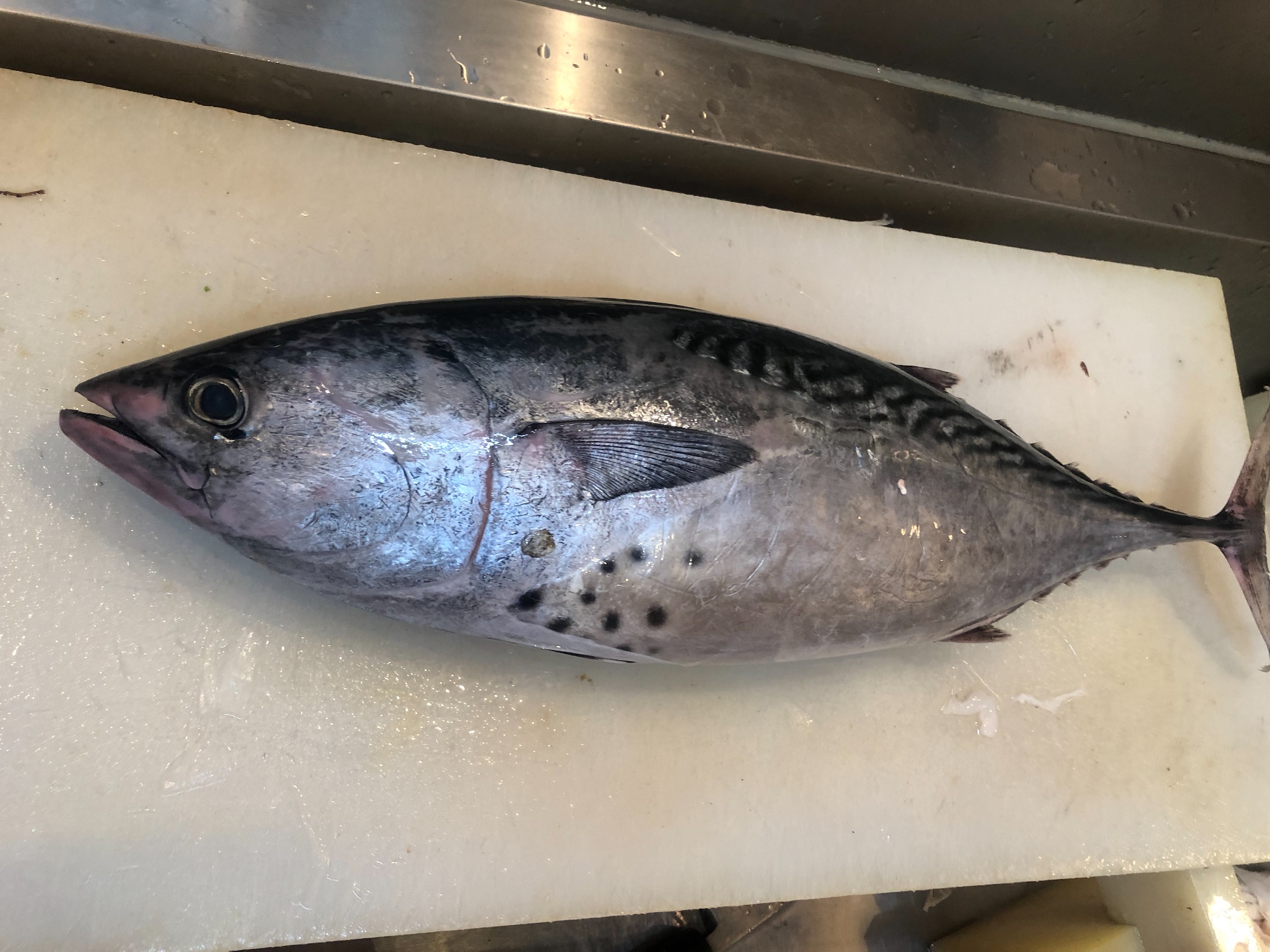 長崎 スマ（やいとがつお）