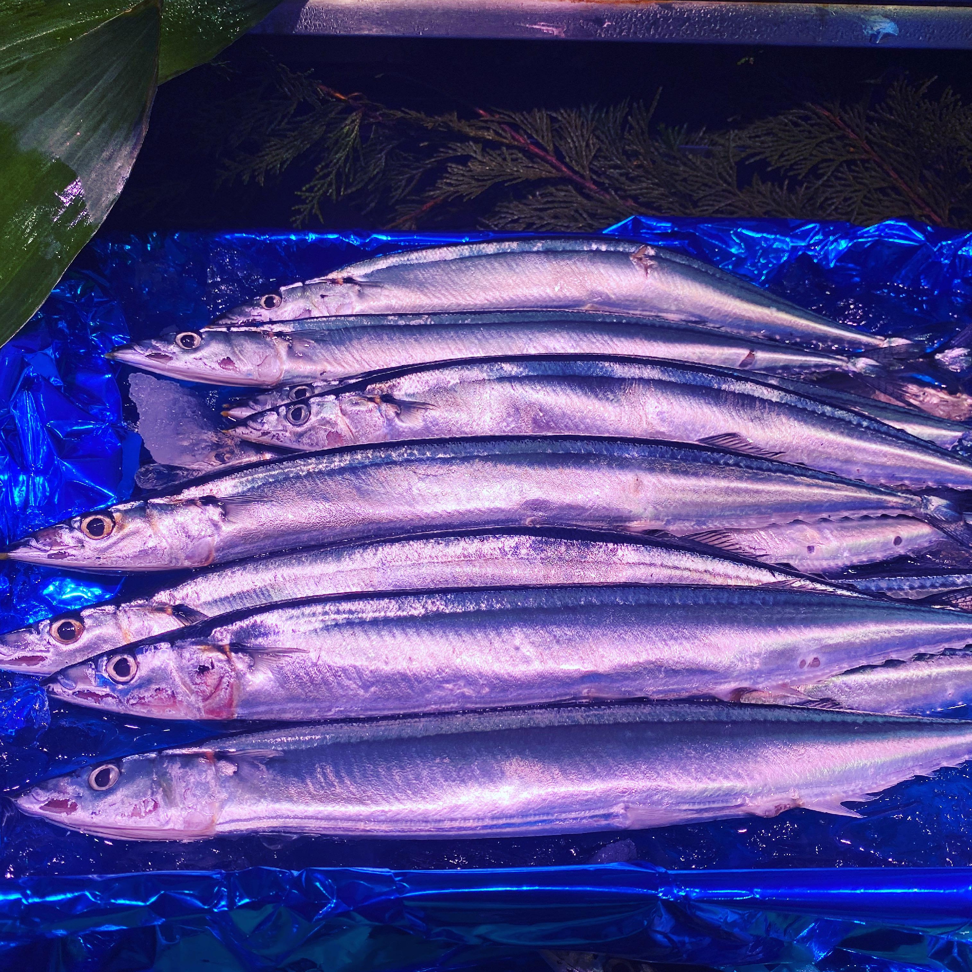 ９月５日、６日と連休をいただきます。