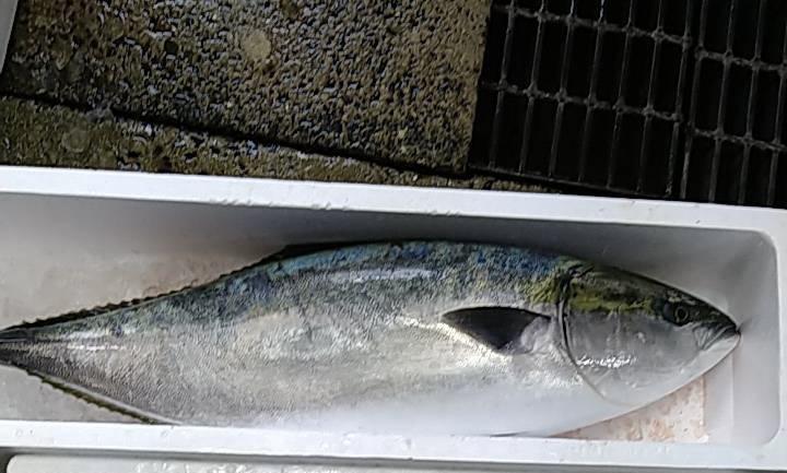 五島列島　福江島　11キロ天然ブりを使った　砂糖不使用ブリ大根　ランチに登場です。