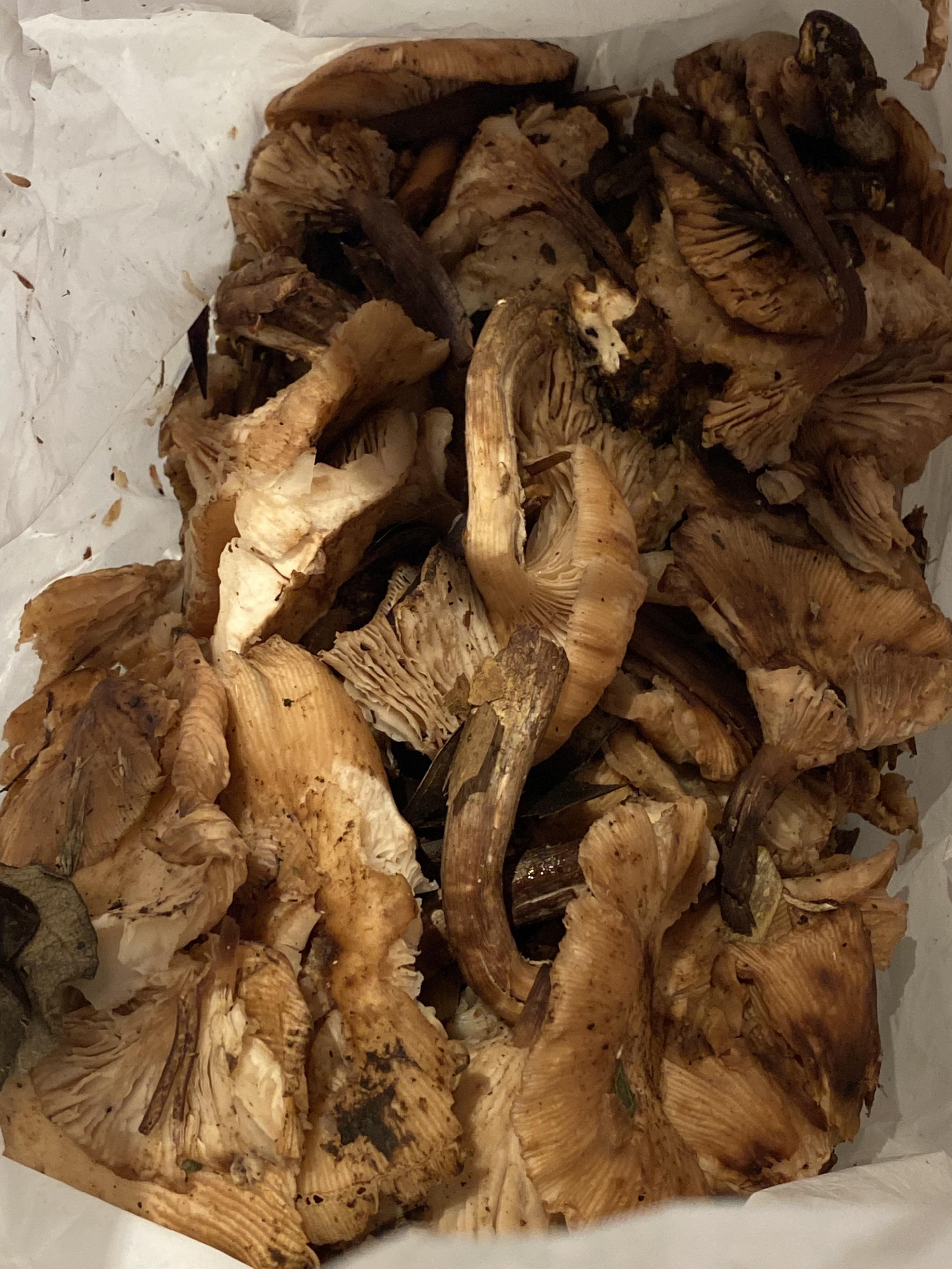 10月13日〜16日までのご予約状況