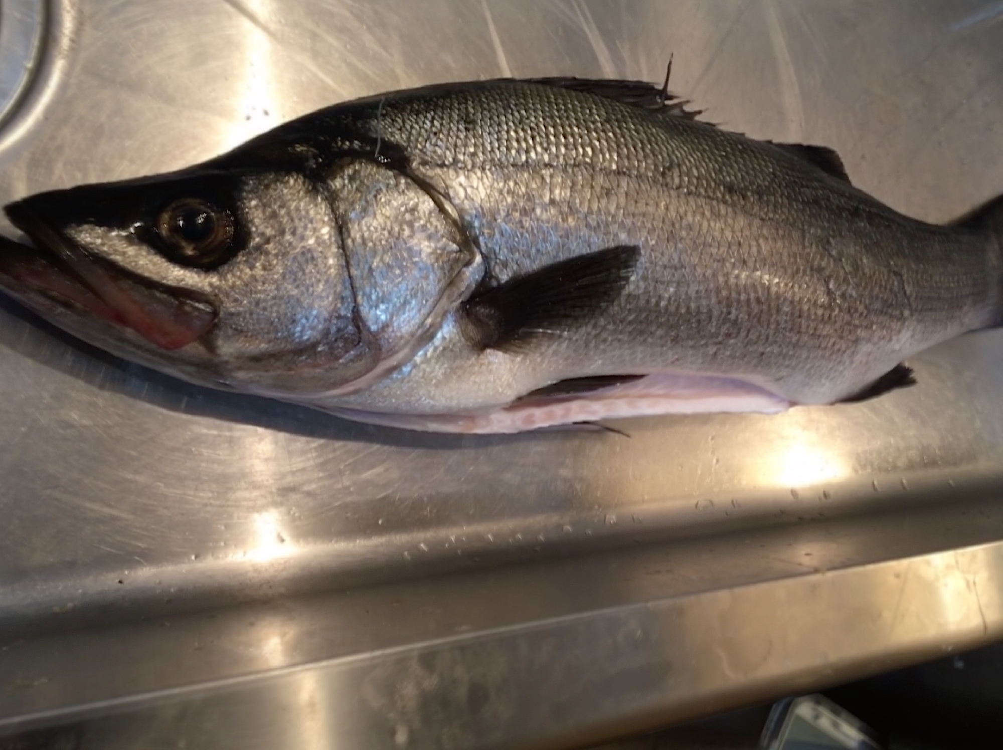 明日のスペシャルな魚