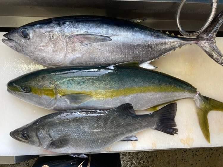 五島列島　福江島の魚たち