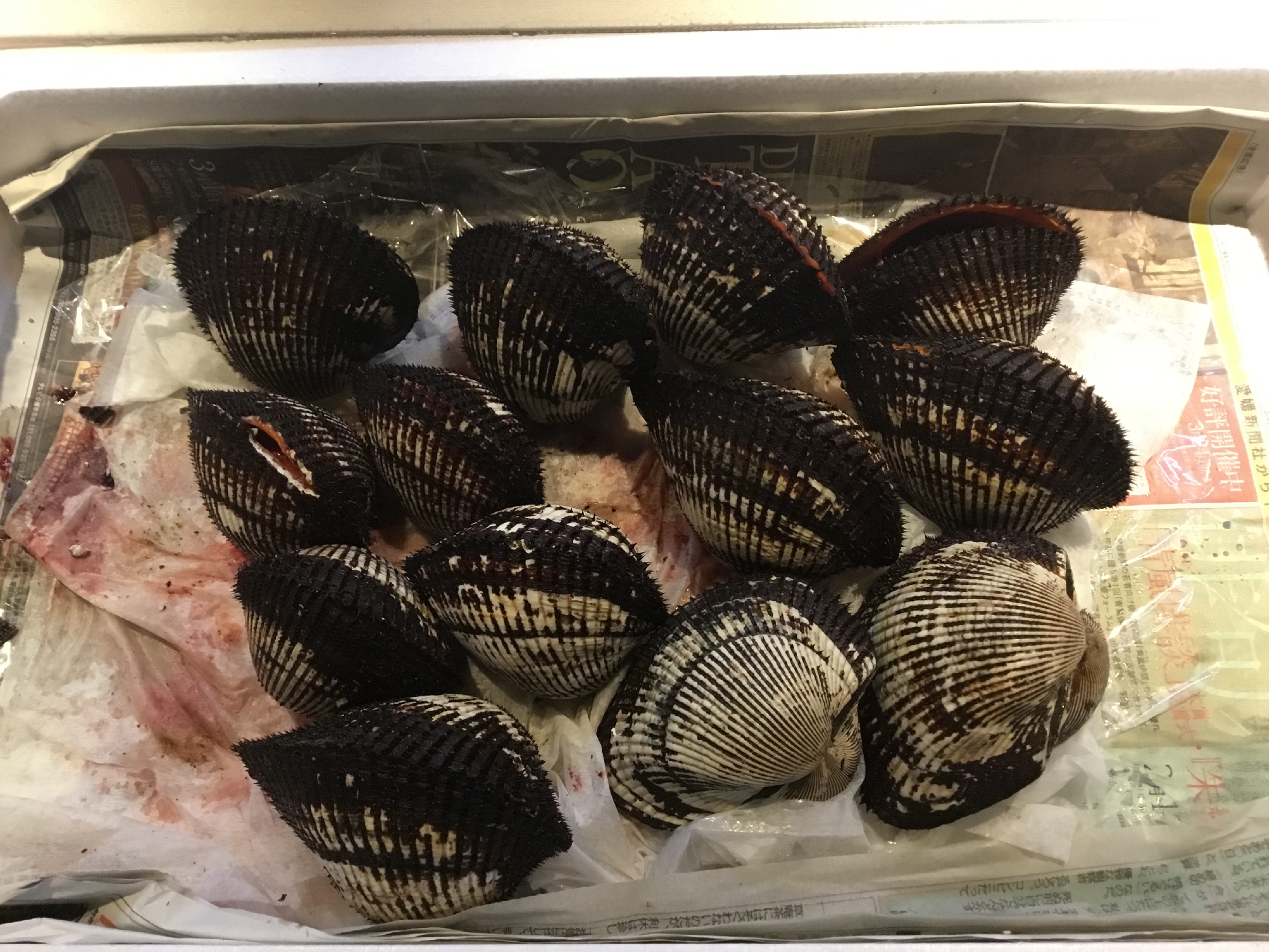 しまなみ海道 大島 天然赤貝