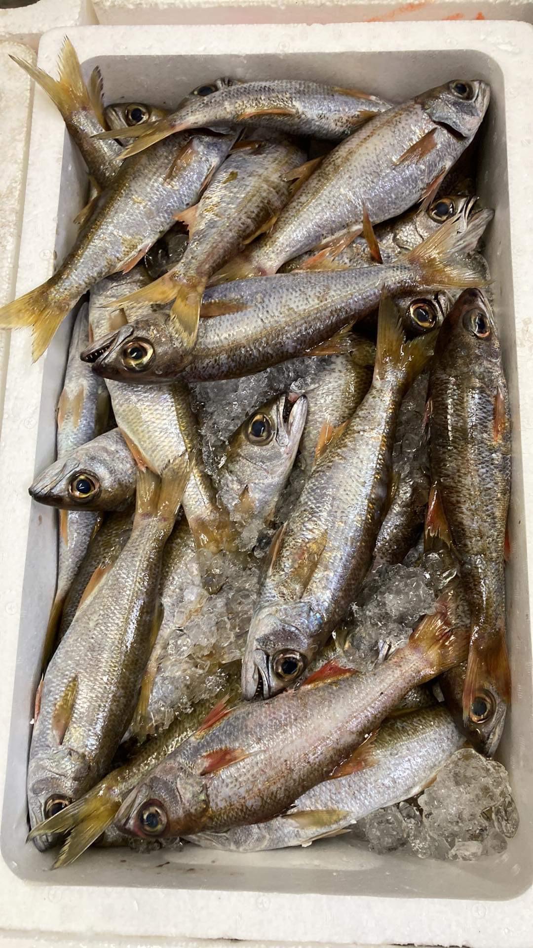 本日のランチのおすすめ