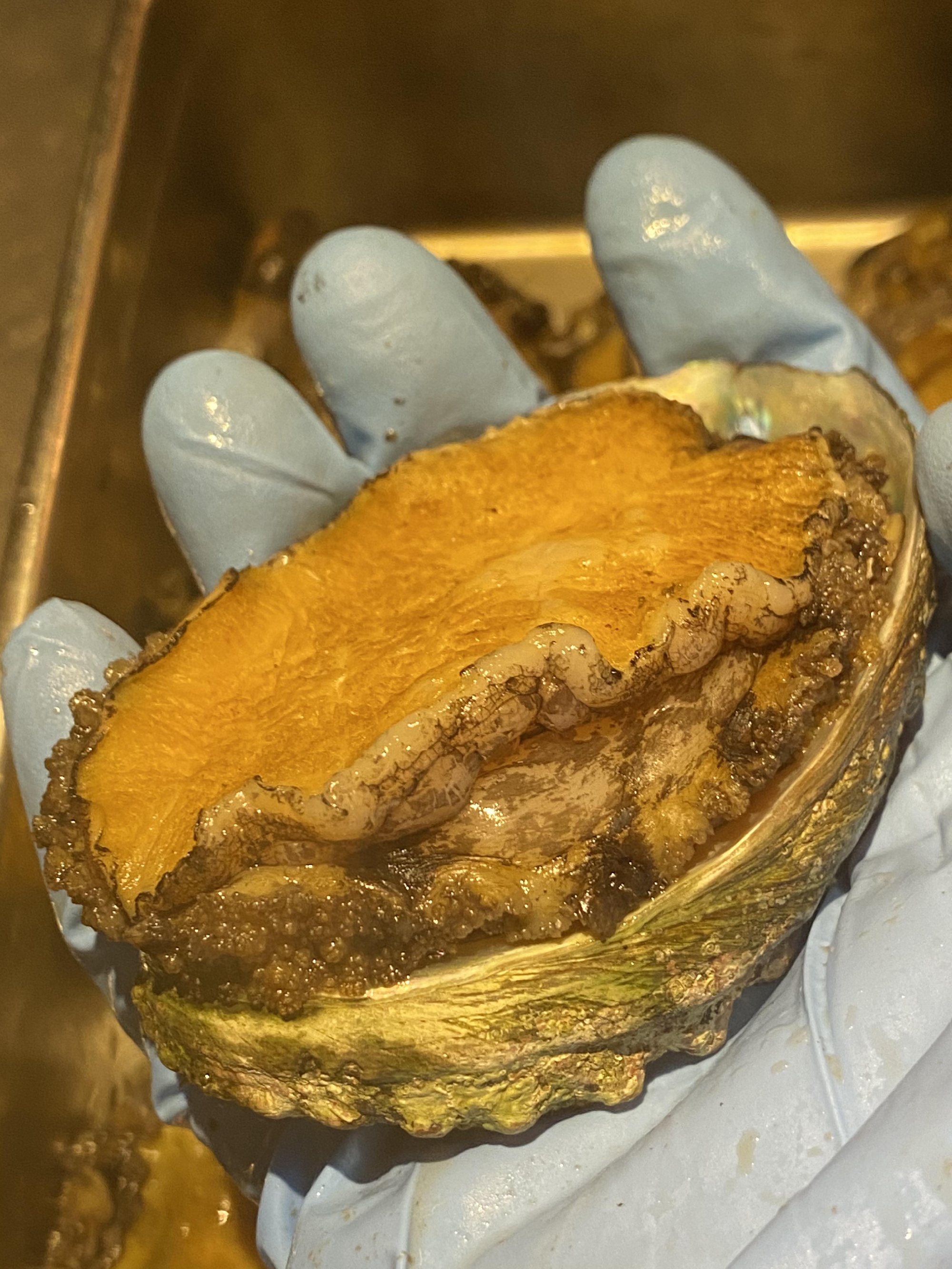 本日の夜の営業はお休みさせていただきます。