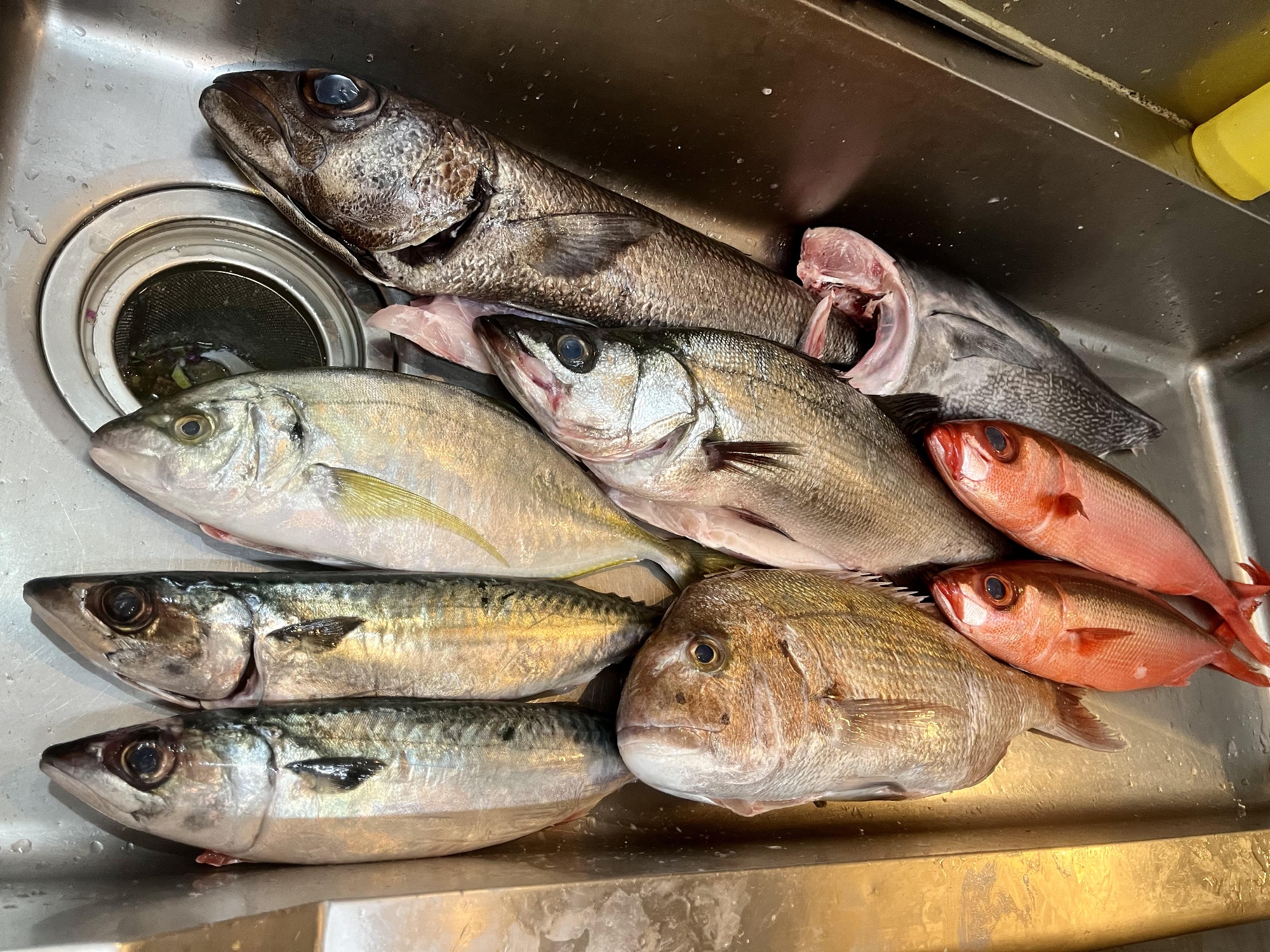 五島列島　福江島の神経〆の魚たち