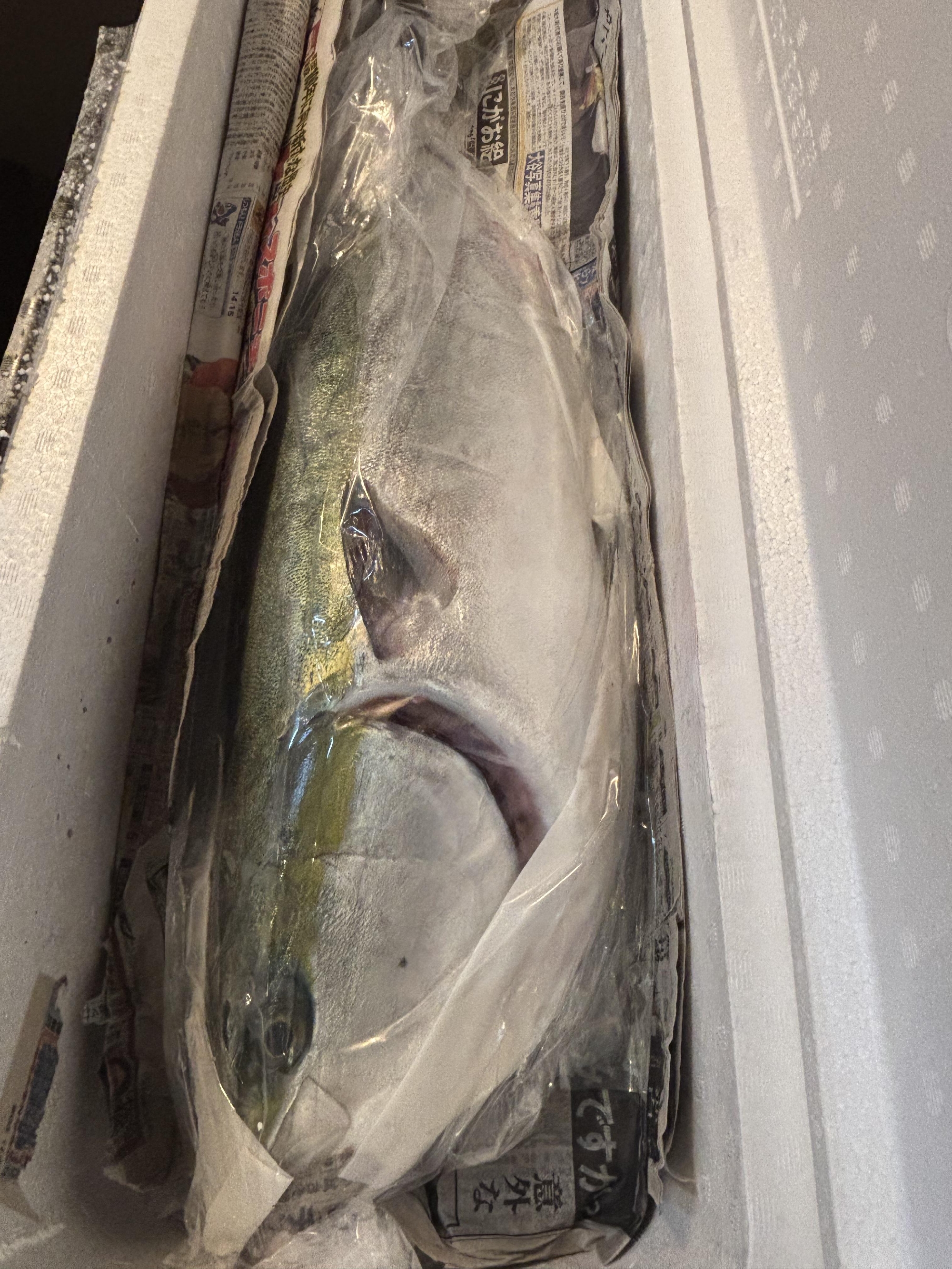 愛媛　愛南  9キロの神経〆天然ブリ