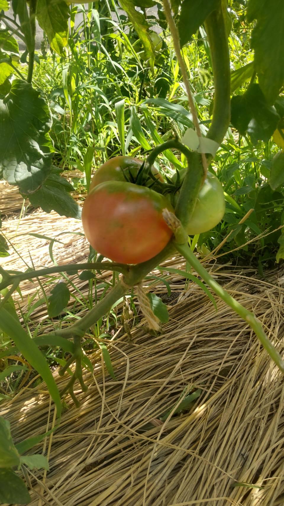 台風の台風の影響のため、本日の夜の営業はお休みいたします。