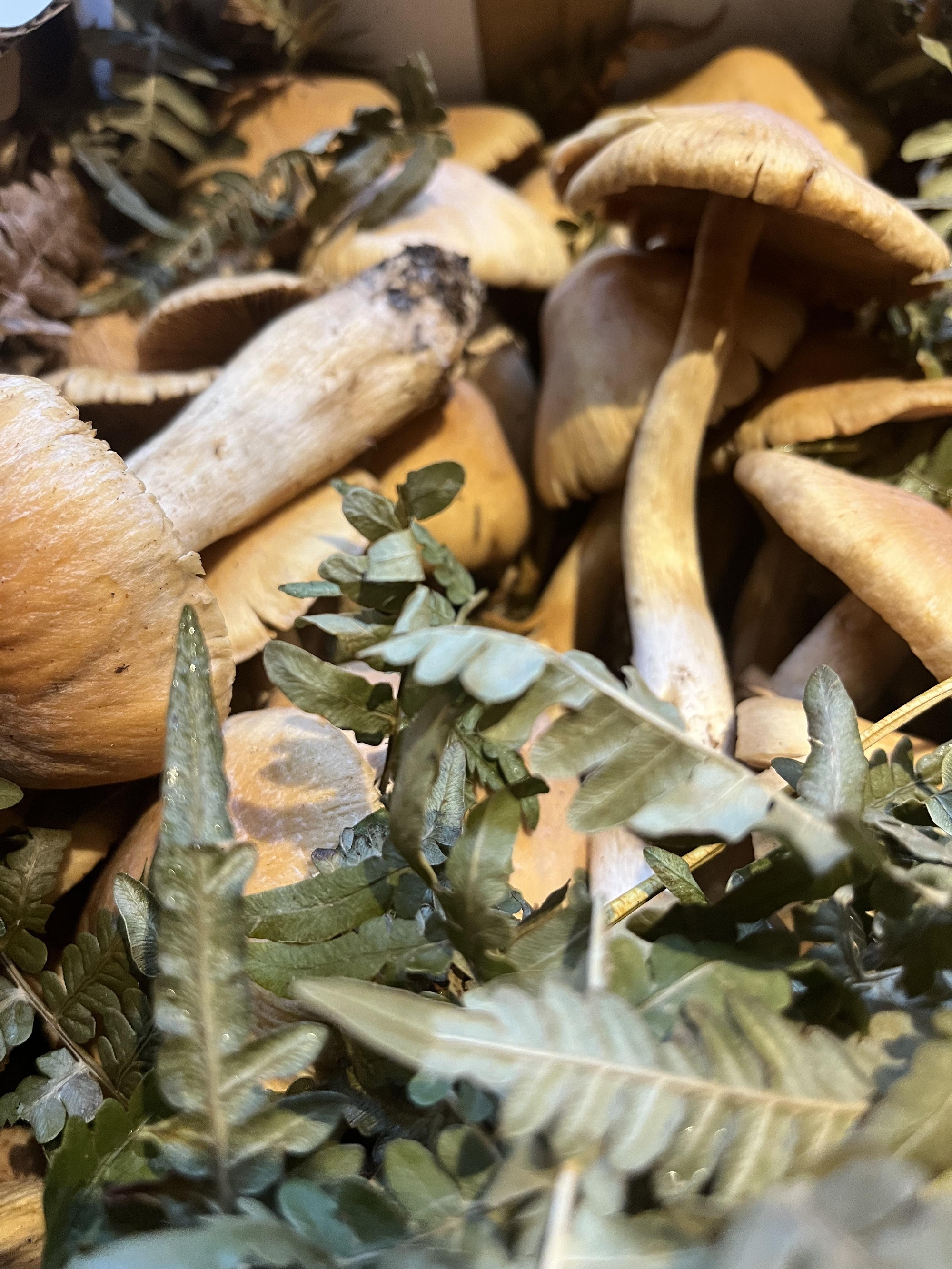 天然木の子　ショウゲンジが入荷しました。