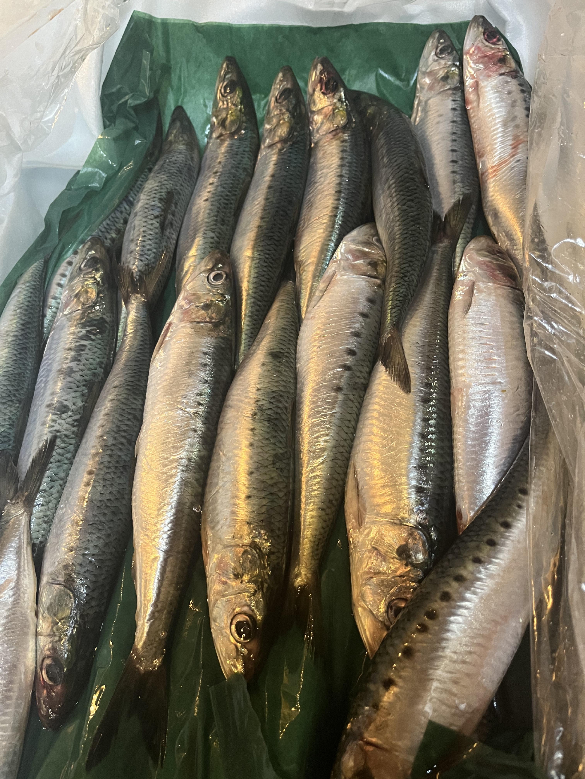 岩手　普代村から大羽イワシ