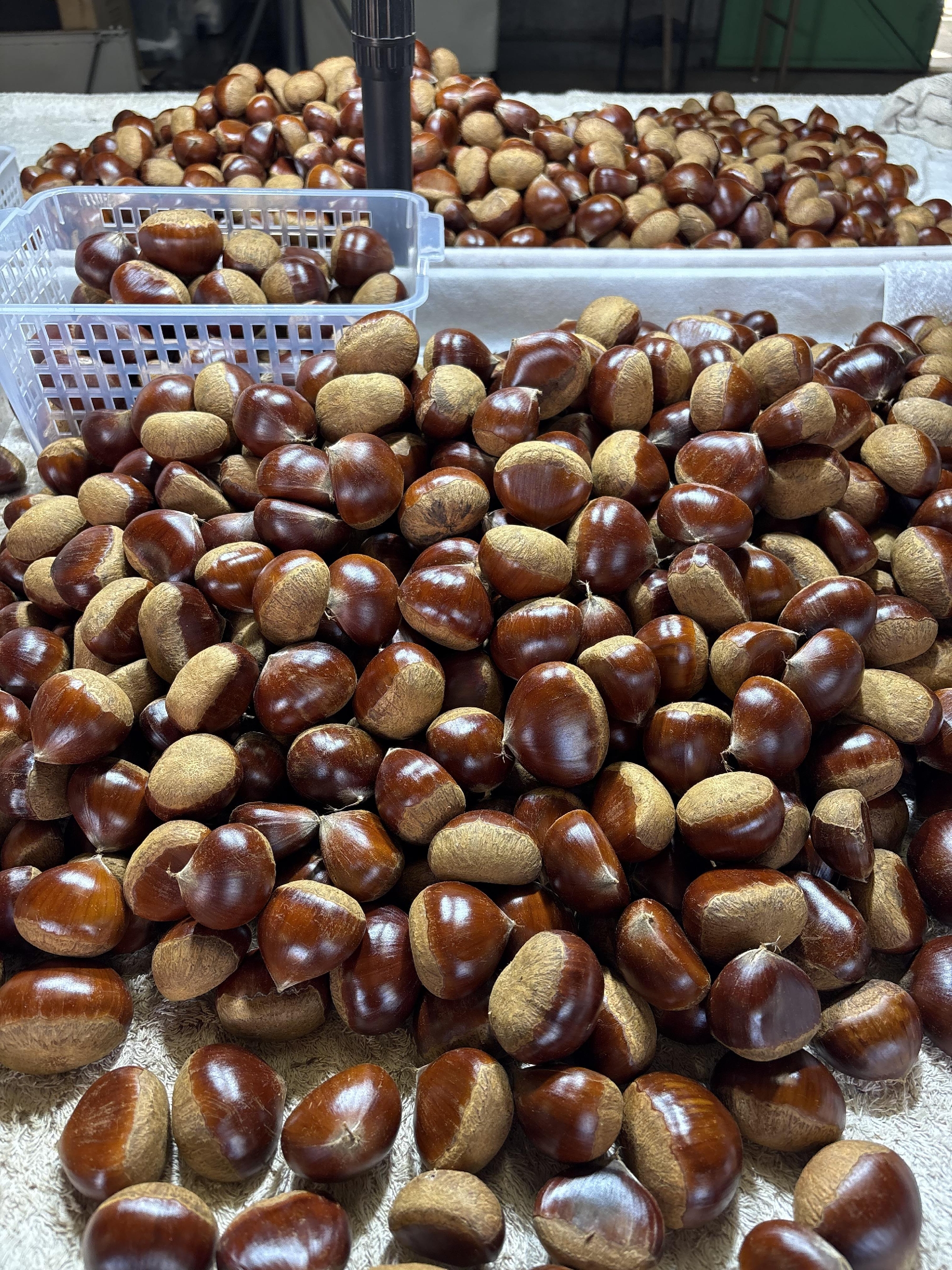 岐阜　中津川の和栗