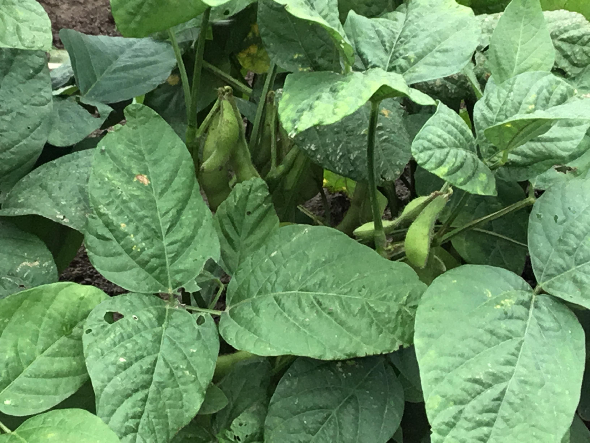 枝豆の葉っぱのお茶　