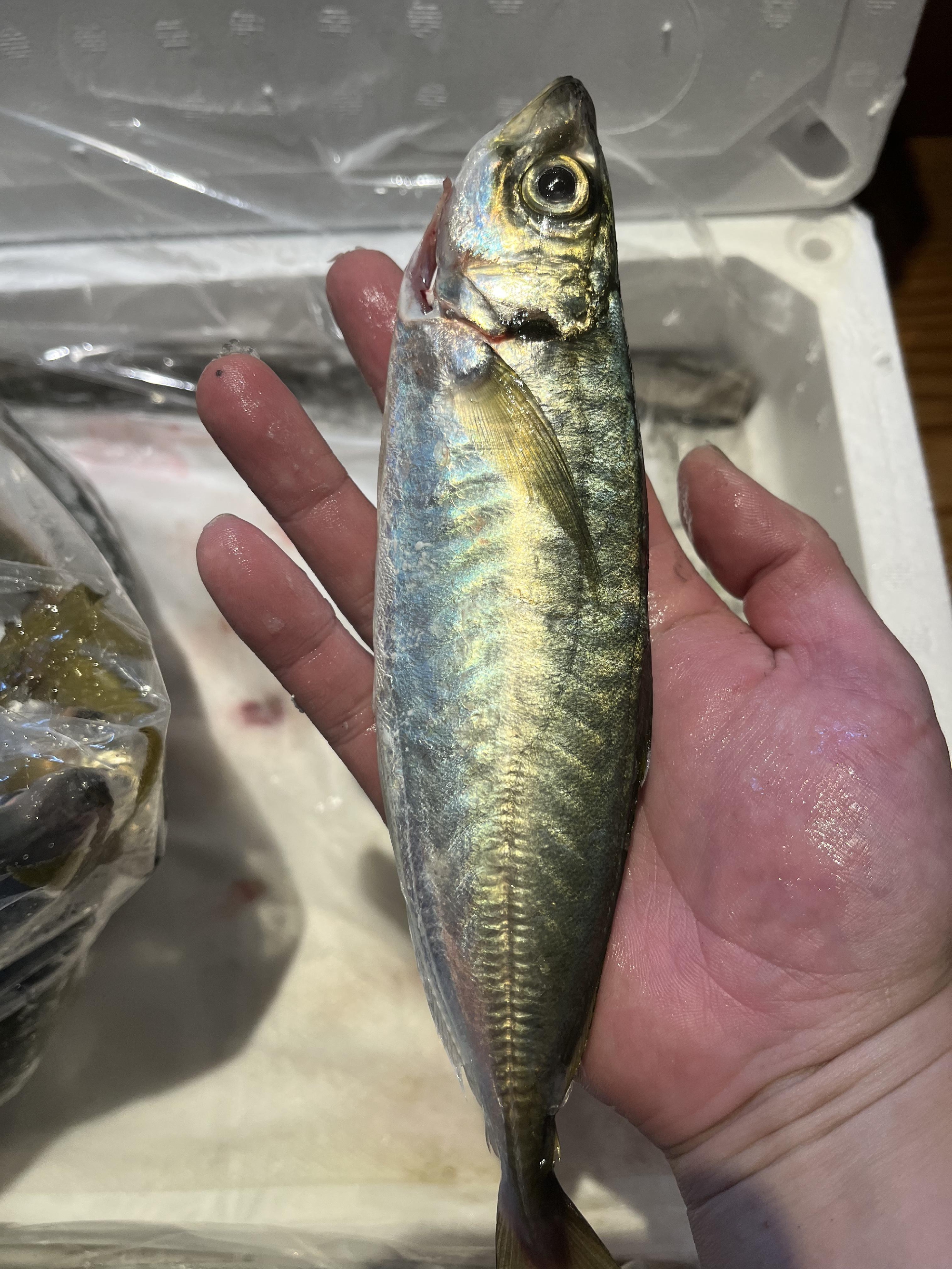 愛媛県　しまなみ海道　大島　漁師　藤本さんの首折り真鯵