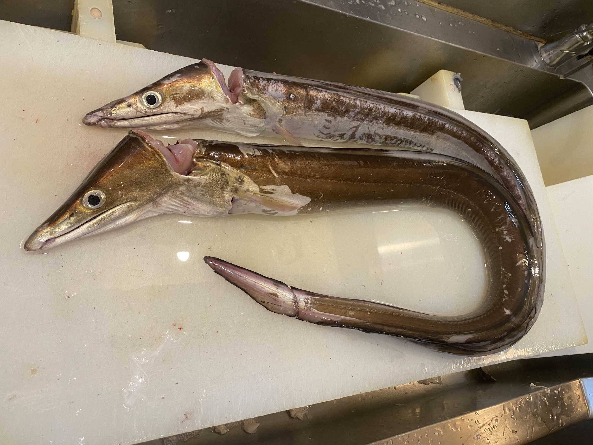 鱧が入荷し始めました。