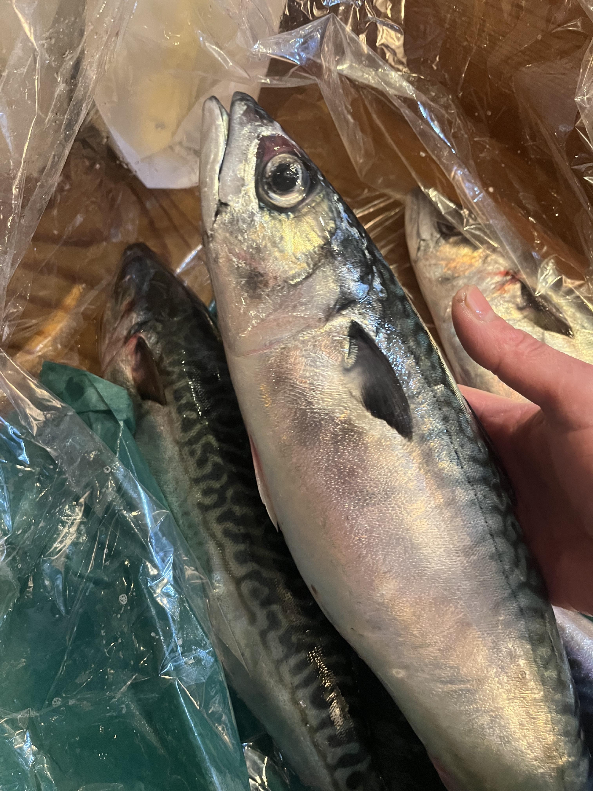 本日のランチ　一押し！