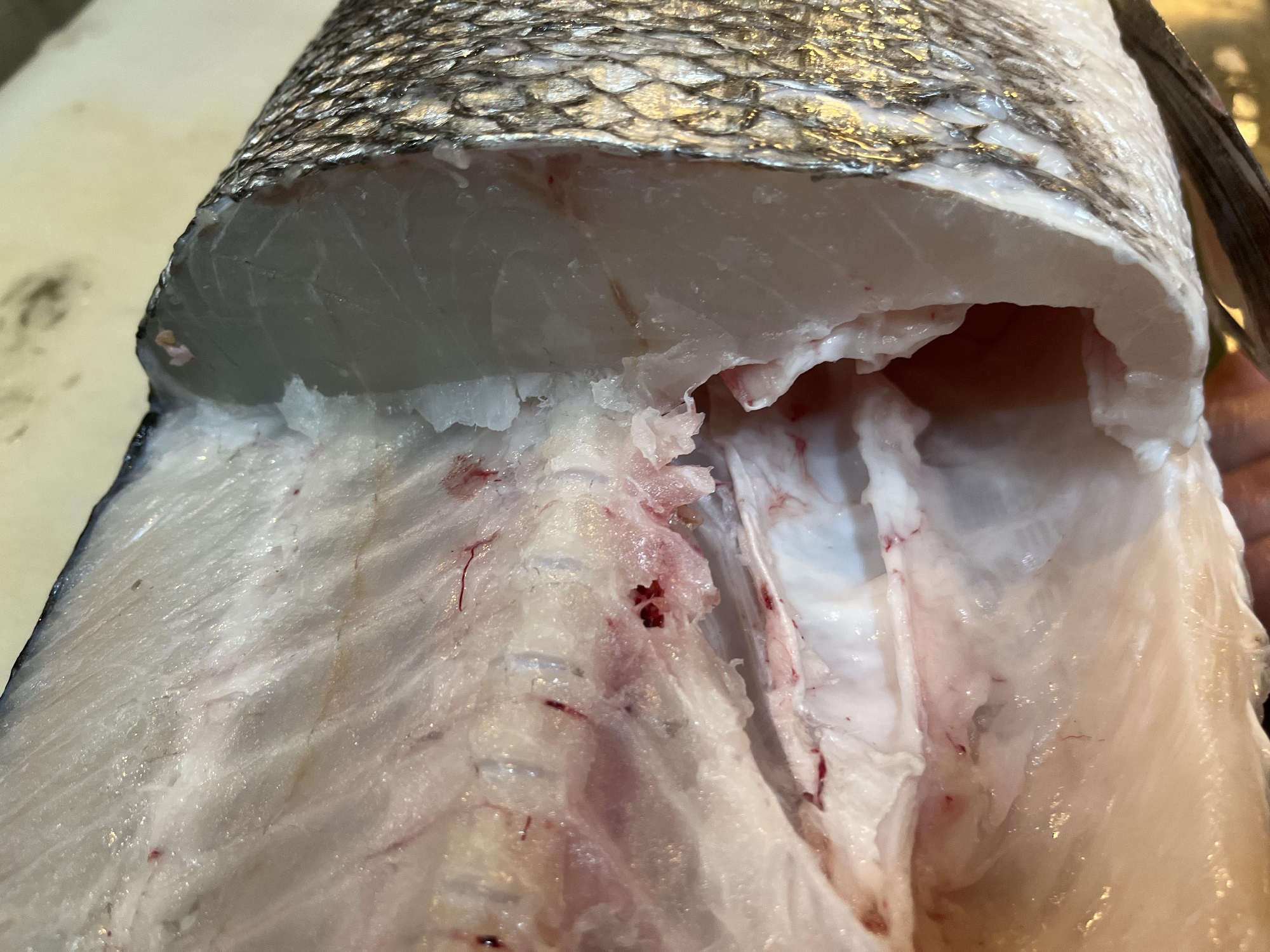 五島列島　福江島　神経〆ヒラスズキ　５キロアップ