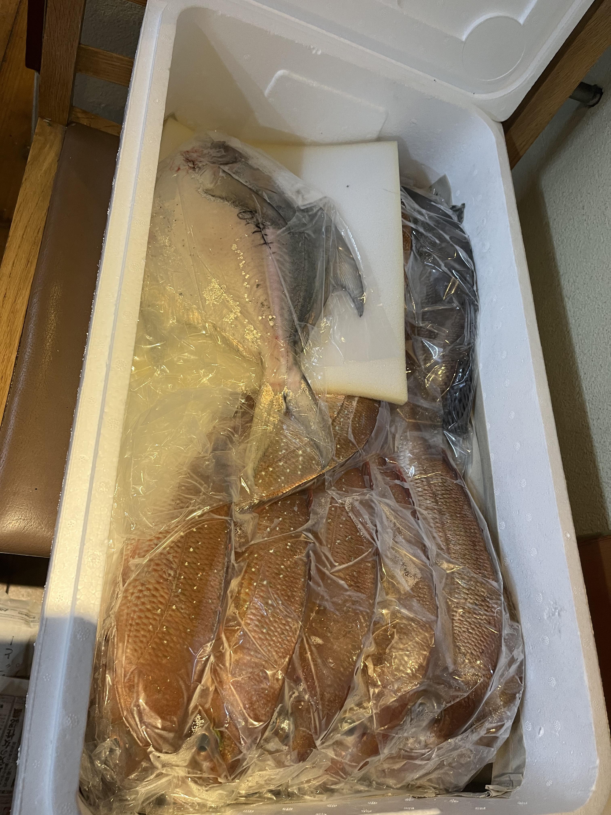 愛媛　しまなみ海道　大島　漁師　藤本さんの神経〆の魚