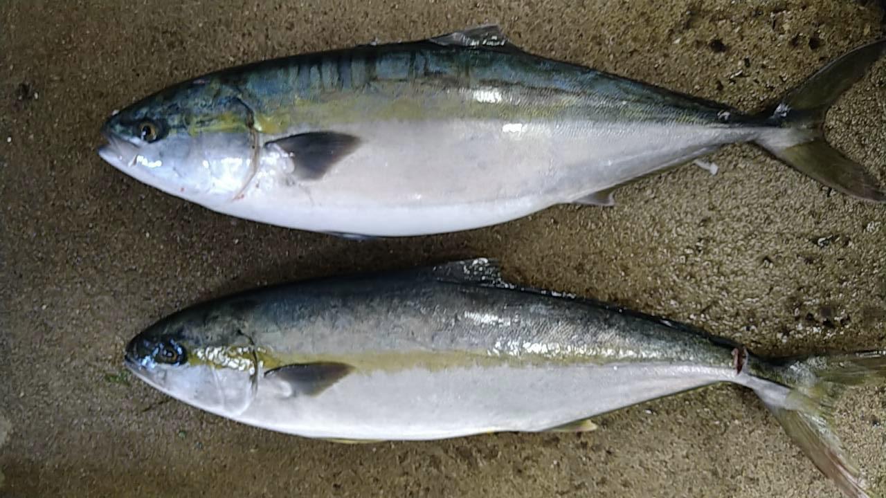 さあ、どちらがどちら？