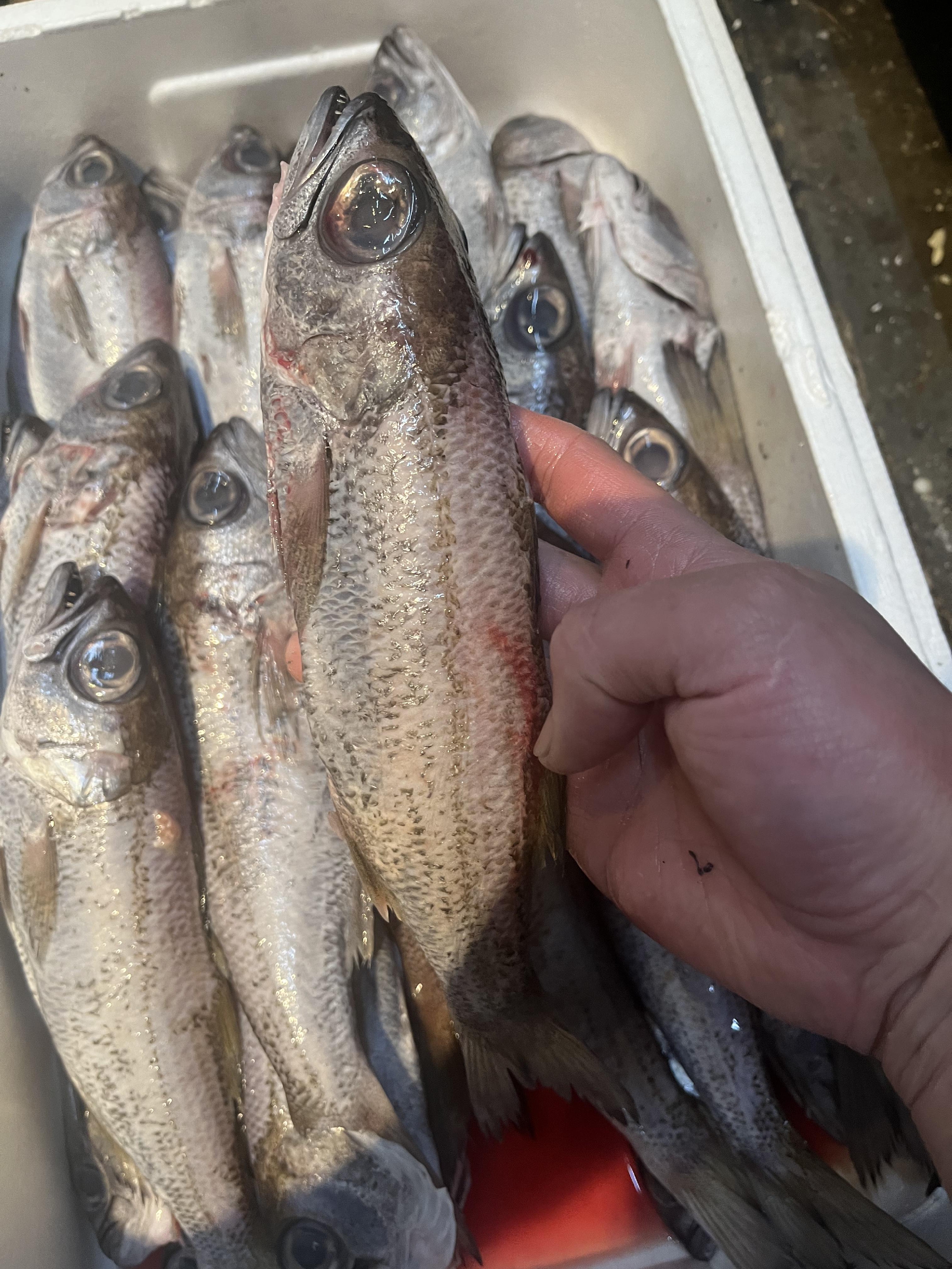 黒ムツ塩焼き　大人気！