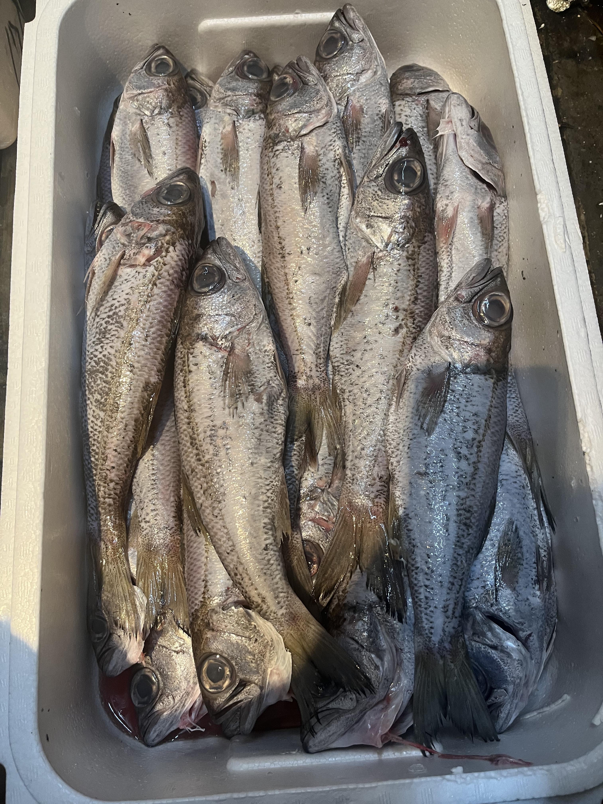 長崎　黒ムツがランチで登場！