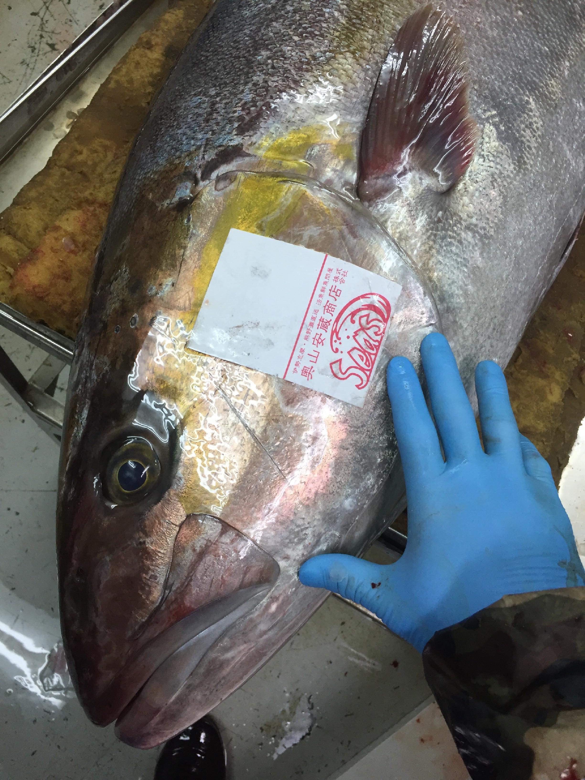熊野灘 ４３キロの神経〆天然カンパチ