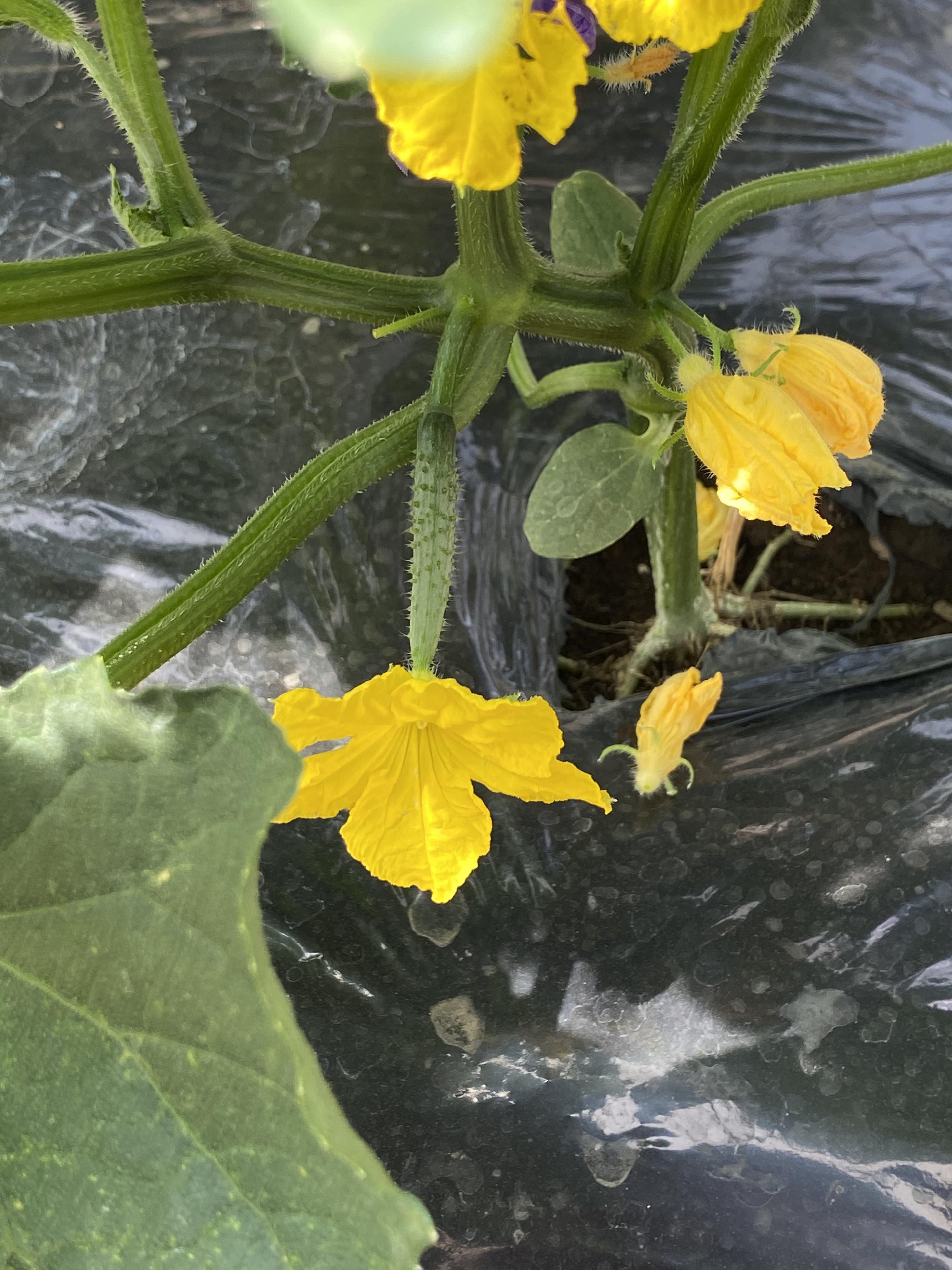 明日からの営業についてご連絡です。