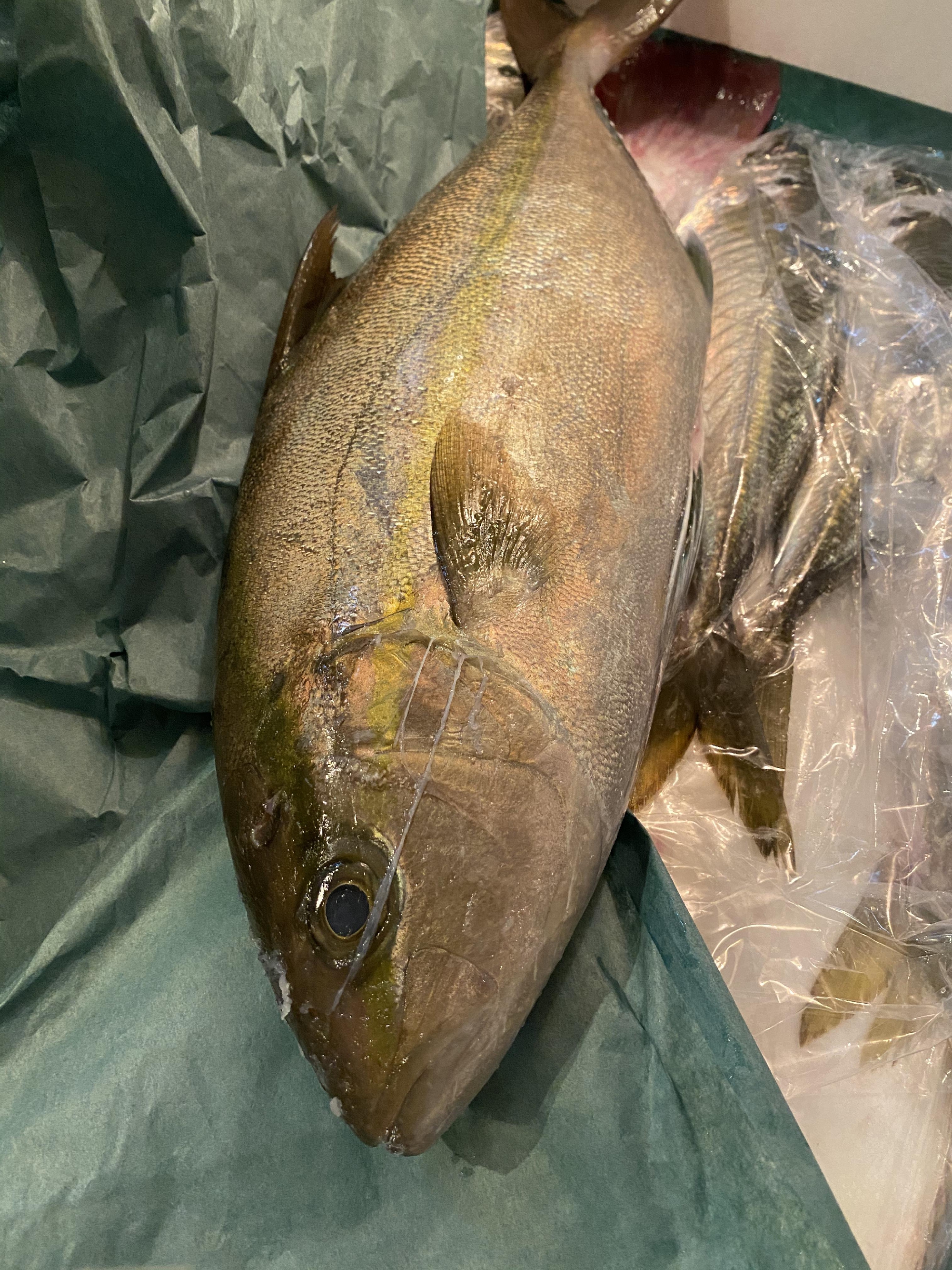 長崎　五島列島　旬のお魚