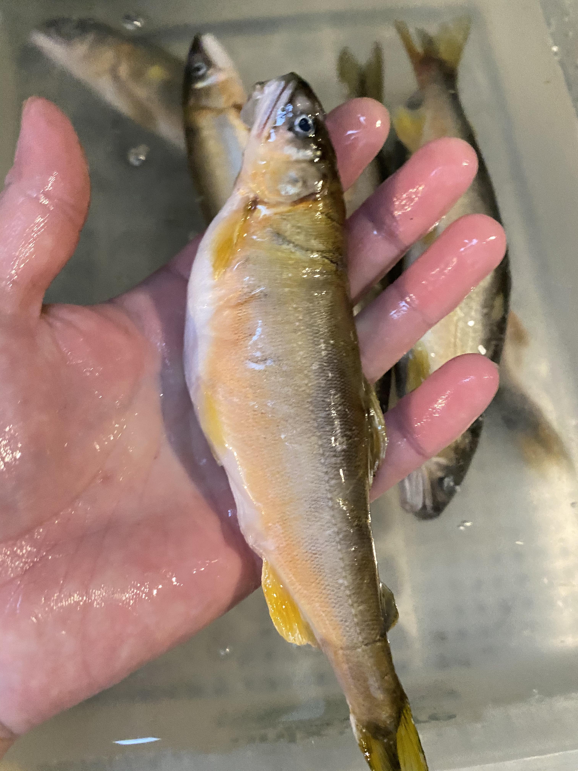 おせち料理　長良川　天然鮎昆布巻き