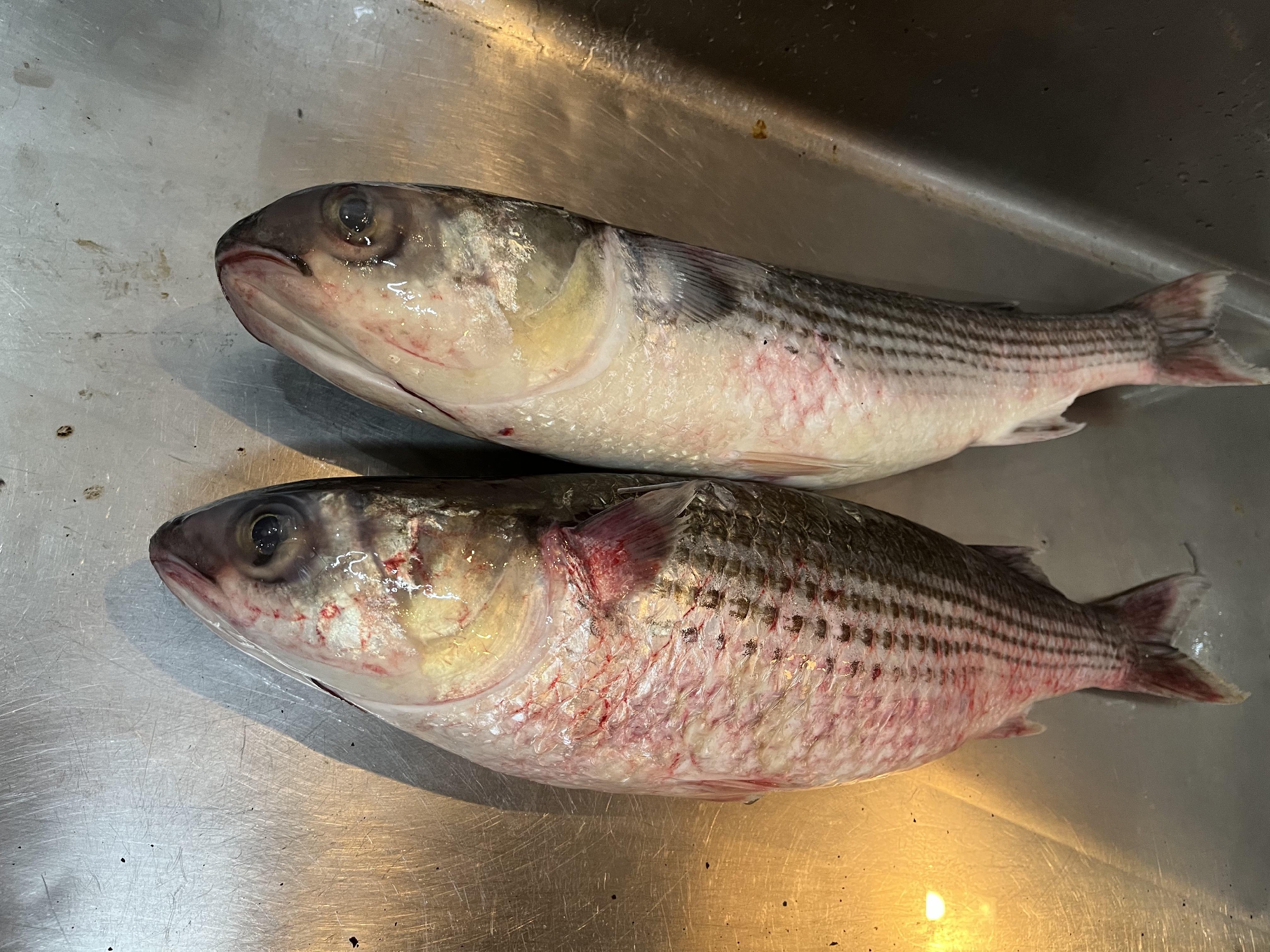 愛媛　しまなみ海道　大島　漁師　藤本さんの神経〆ボラ