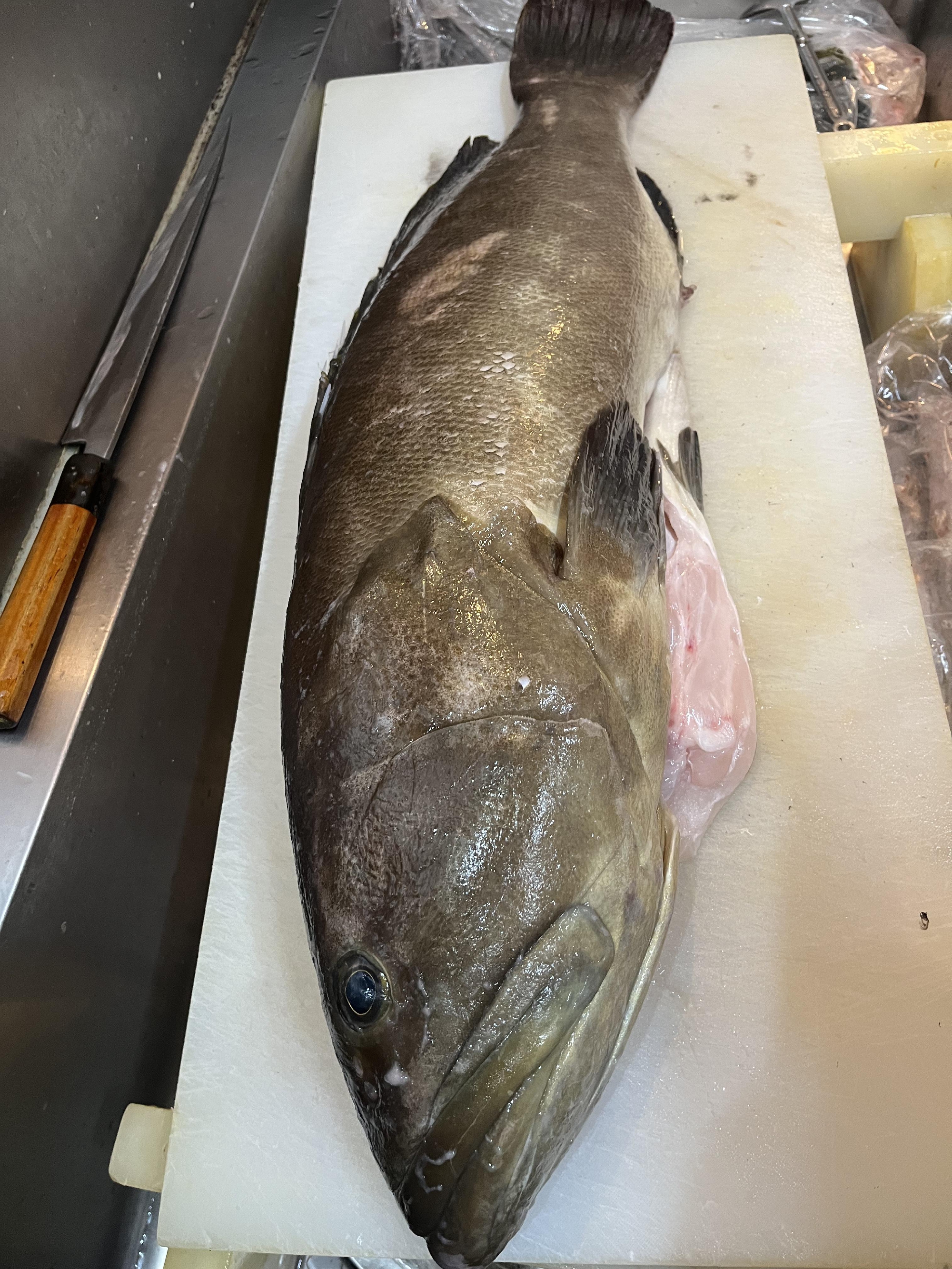 五島列島　福江島　神経〆天然くえ