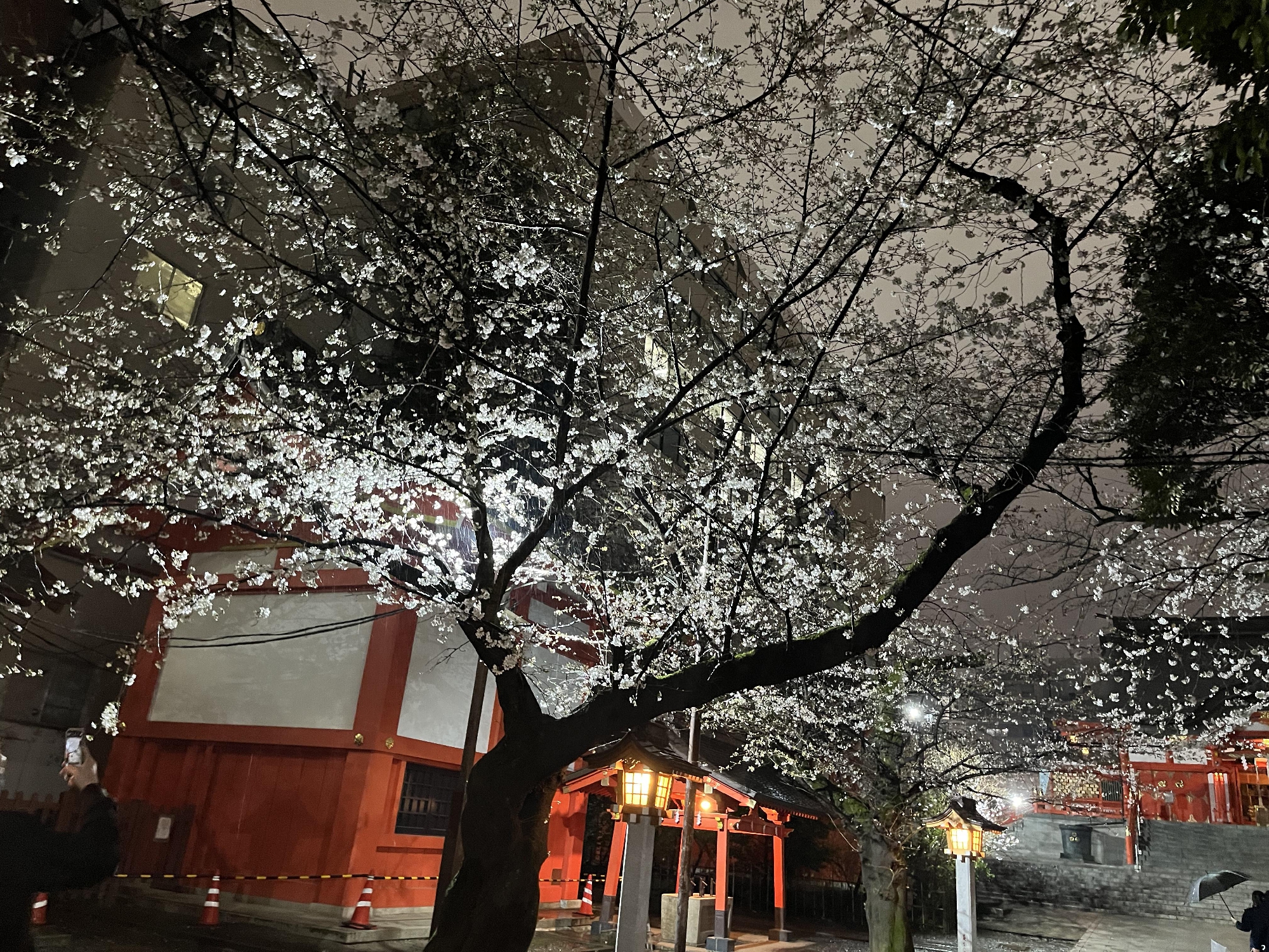 花園神社の夜桜